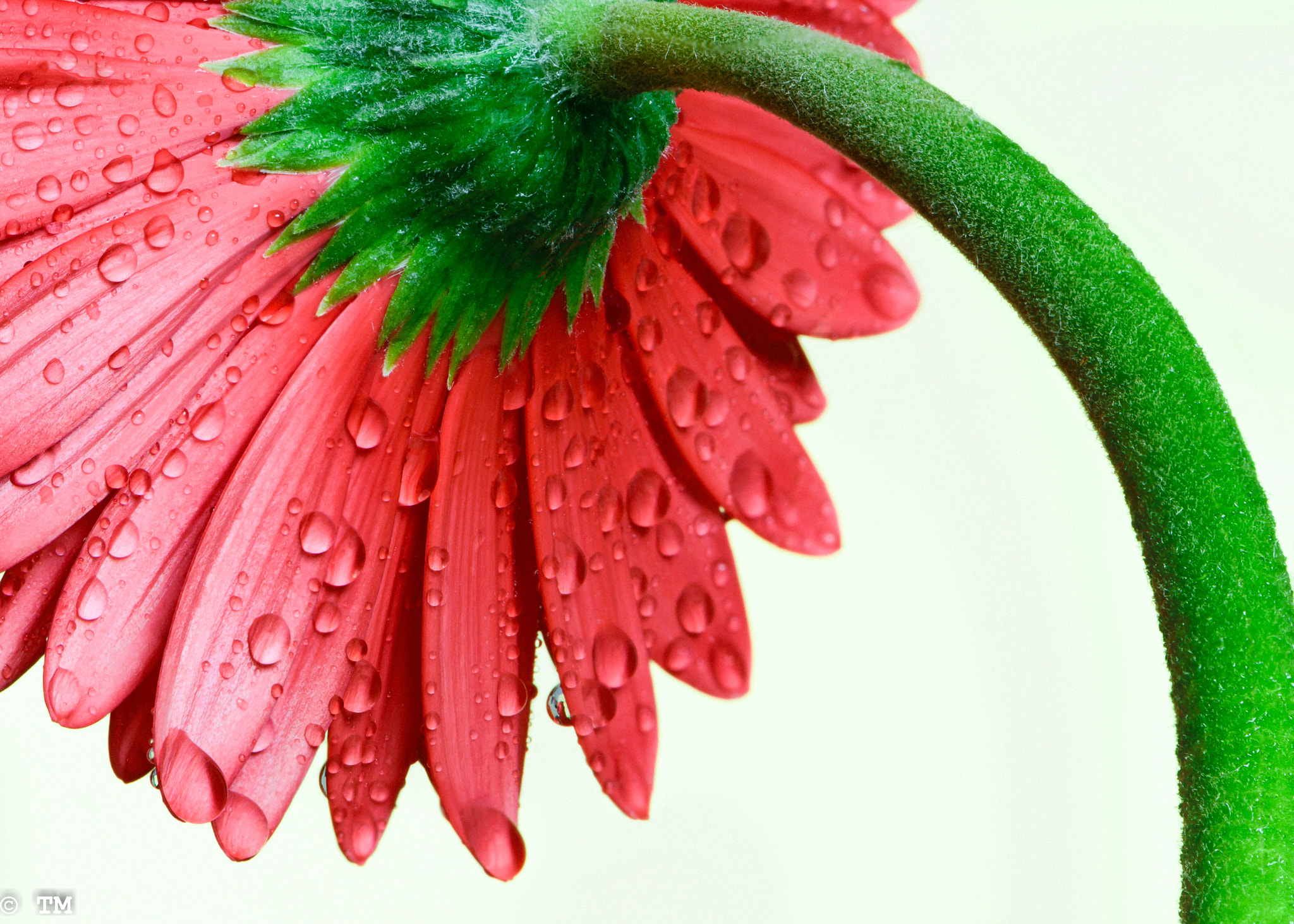 Nikon AF-S Micro-Nikkor 105mm F2.8G IF-ED VR sample photo. Complementary colors photography