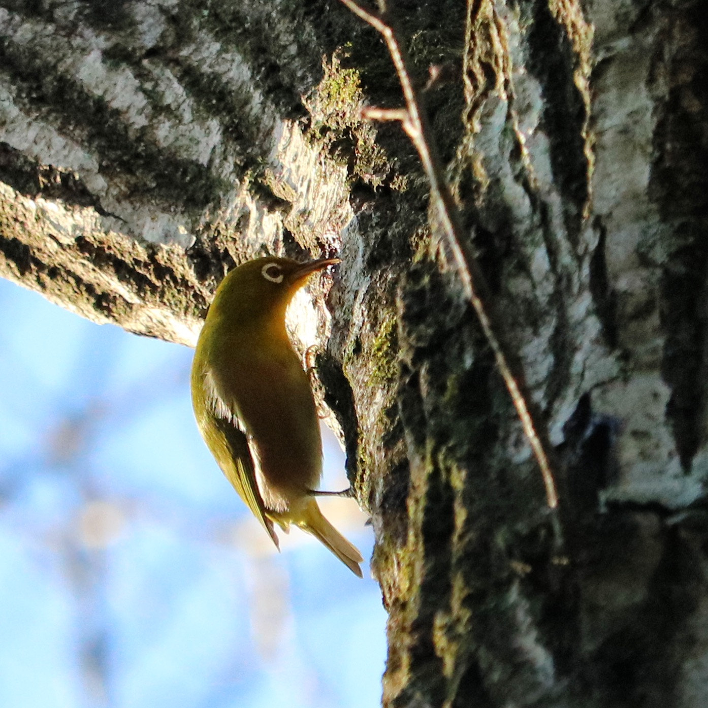 Canon EOS 750D (EOS Rebel T6i / EOS Kiss X8i) + Canon EF-S 55-250mm F4-5.6 IS STM sample photo. Japanese white-eye photography