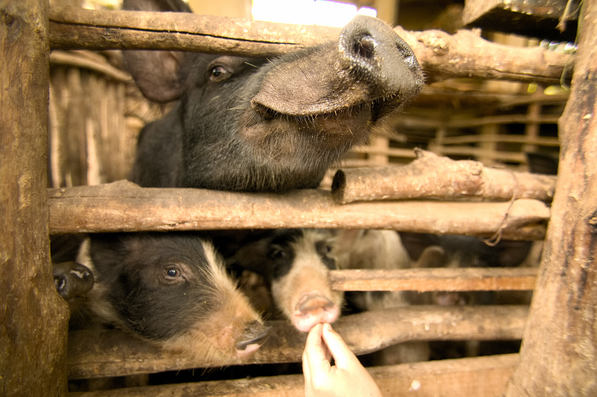 Canon EOS-1Ds sample photo. Permaculture pigs photography