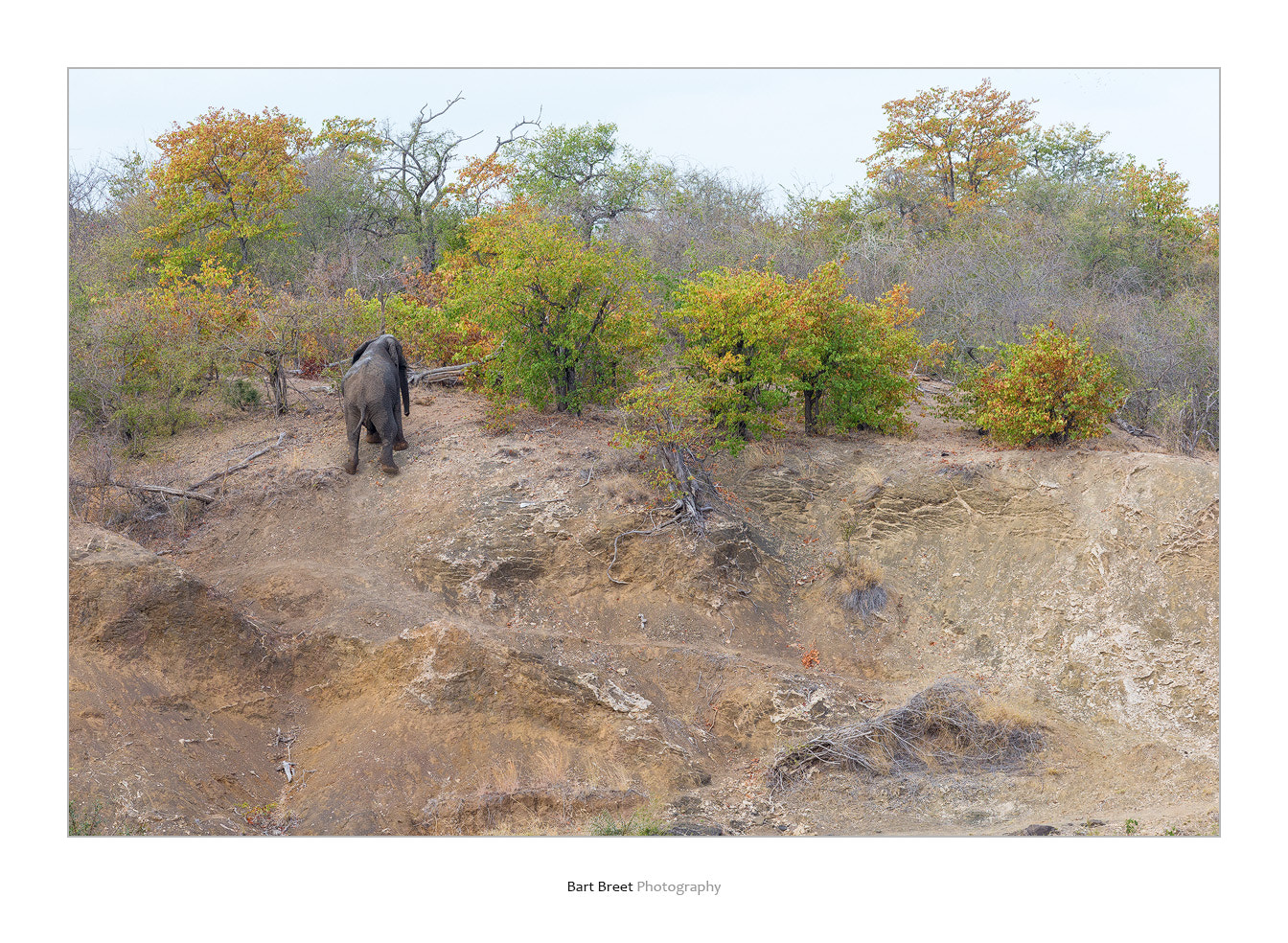 Canon EOS-1D X sample photo. Bull elephant climbing riverbank photography
