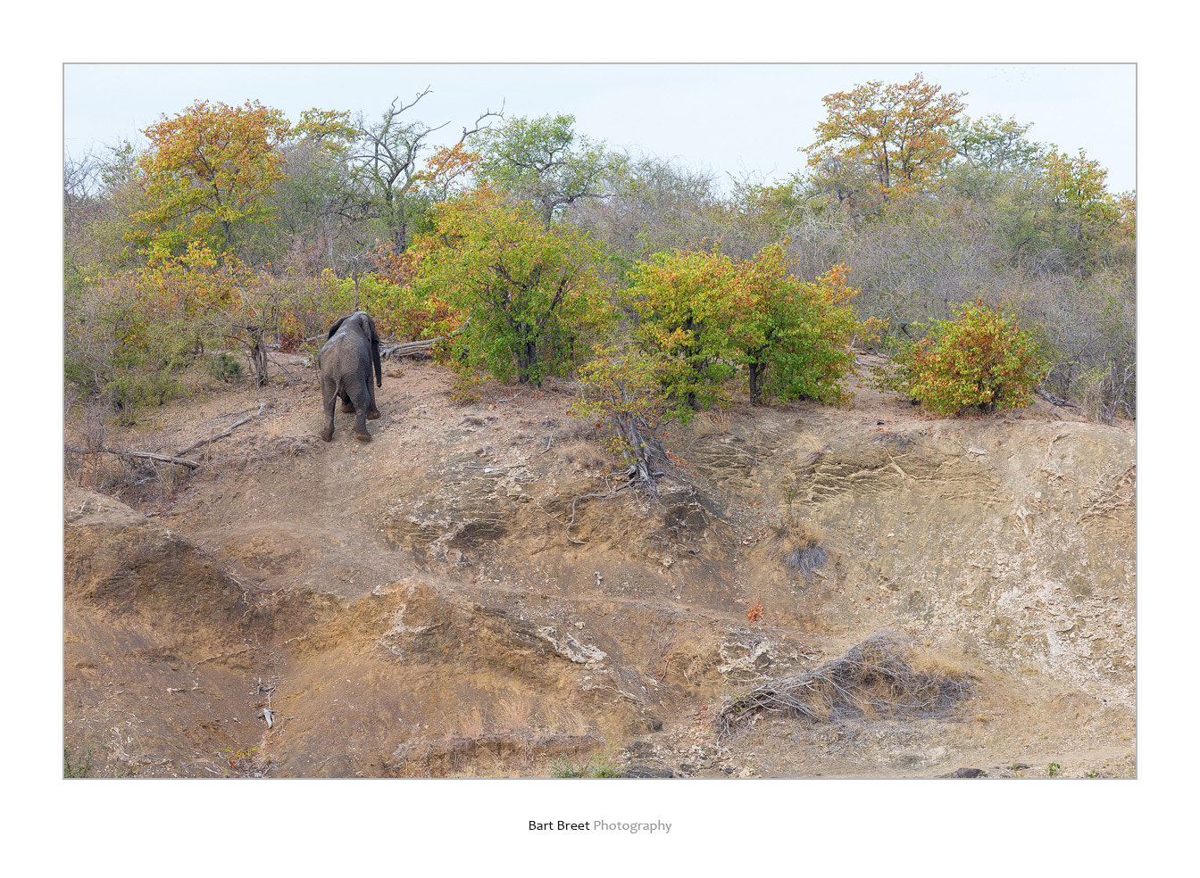 Canon EF 300mm F2.8L IS USM sample photo. Bull elephant climbing riverbank photography