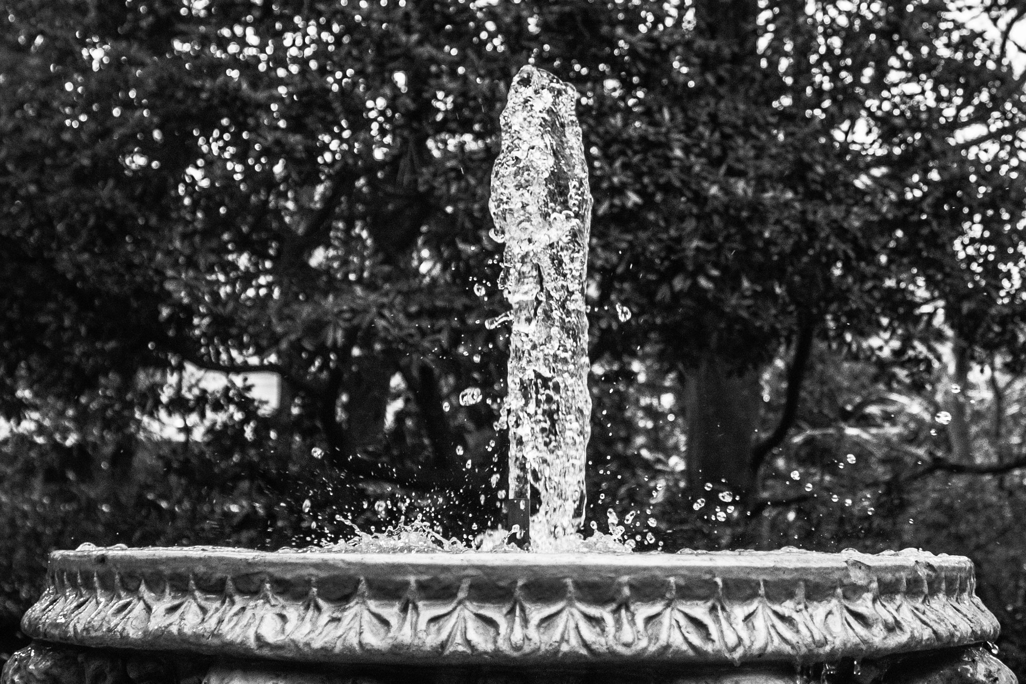 Canon EOS 40D sample photo. Reinzi photography