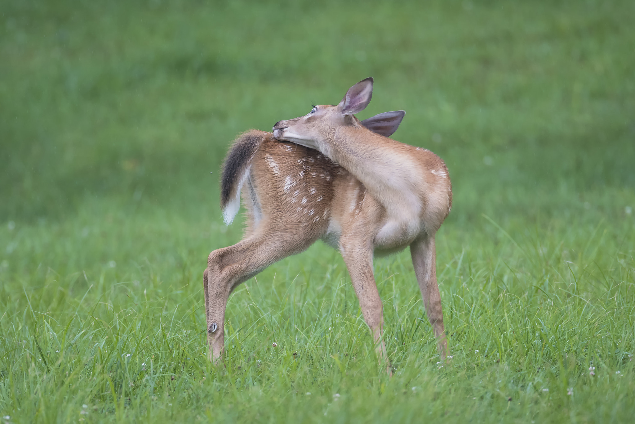 Nikon D500 + Nikon AF-S Nikkor 600mm F4G ED VR sample photo. Just a little further... photography