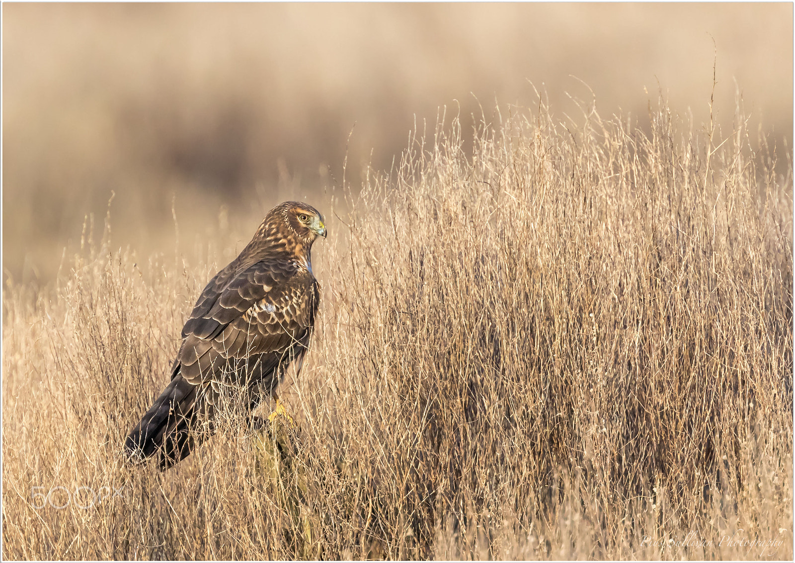 Canon EF 400mm F4 DO IS II USM sample photo. Northern harrier photography