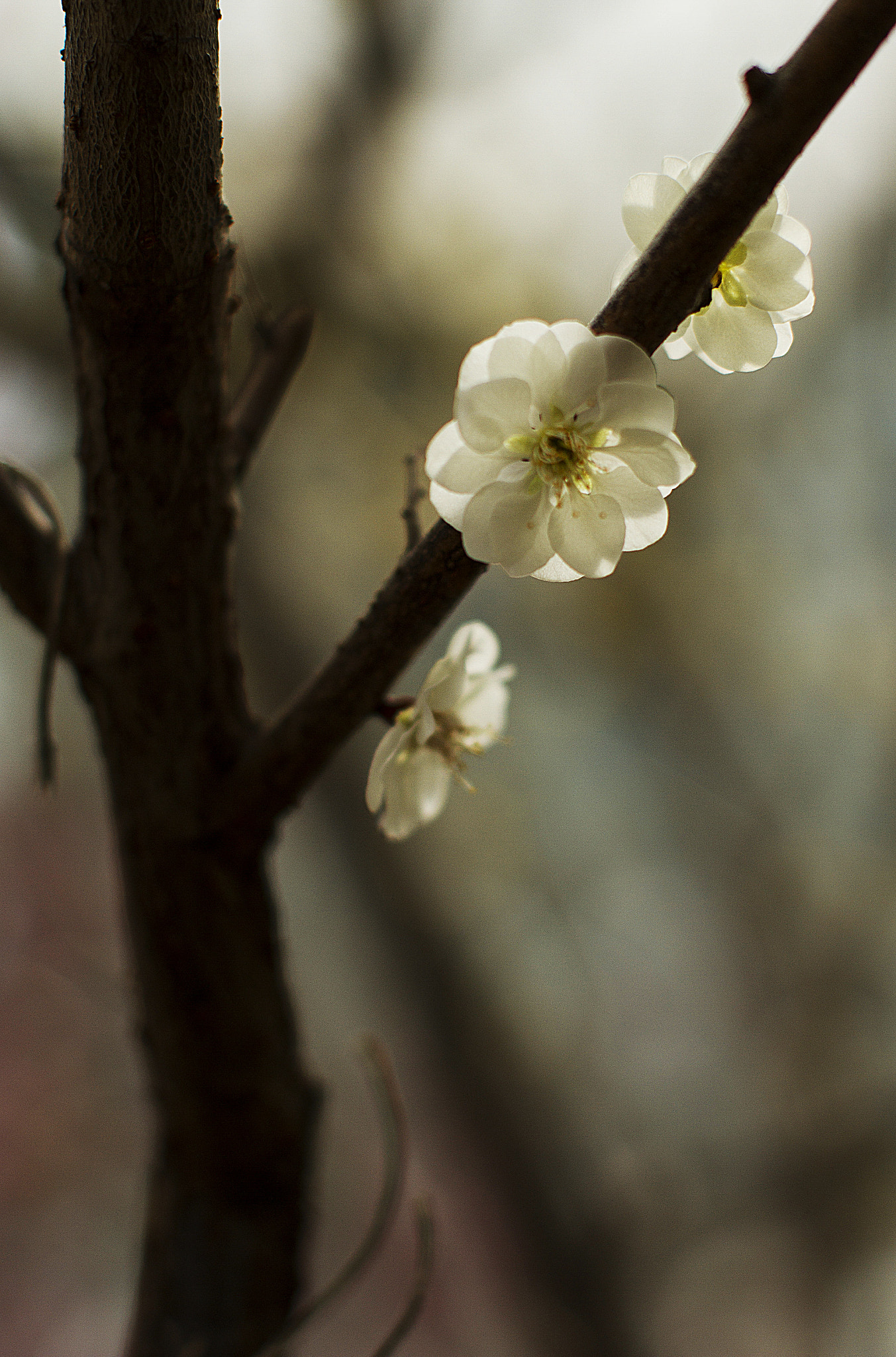 Canon EOS 7D + Canon EF 50mm F1.2L USM sample photo