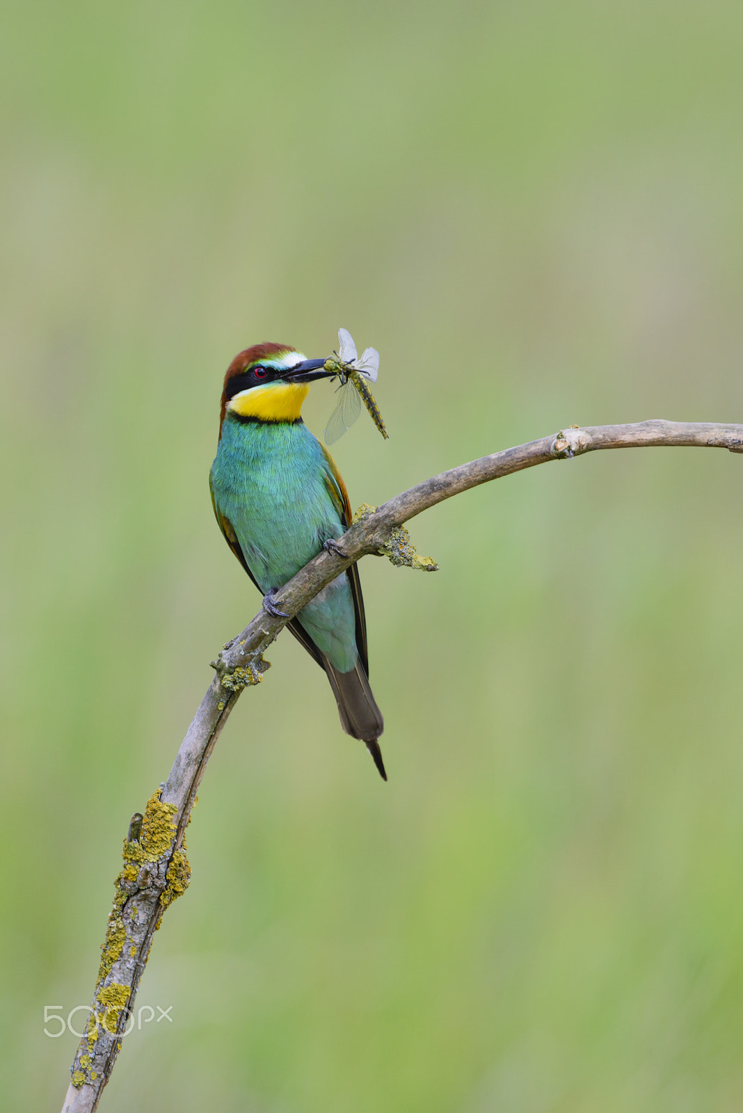 Nikon D810 + Nikon AF-S Nikkor 500mm F4G ED VR sample photo. Bienenfresser, european bee eater feeding, merops apiaster photography