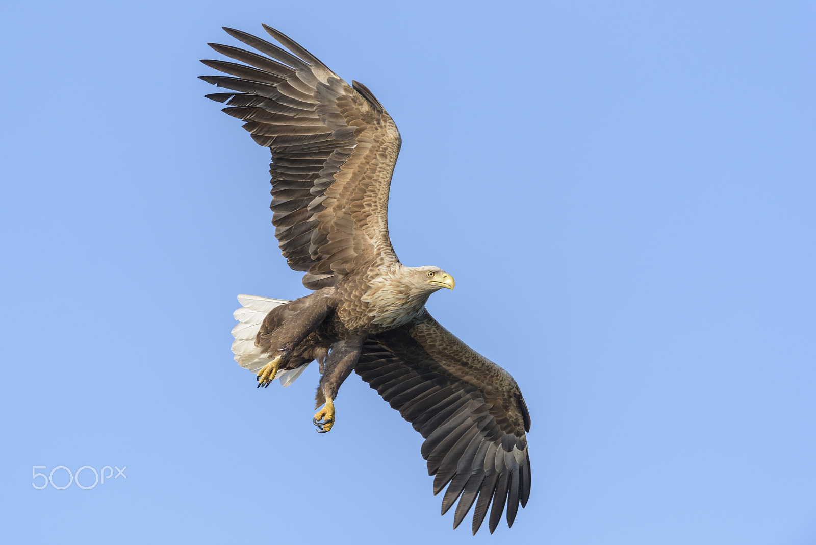Nikon D810 sample photo. Seeadler, haliaeetus albicilla, white tailed eagle photography