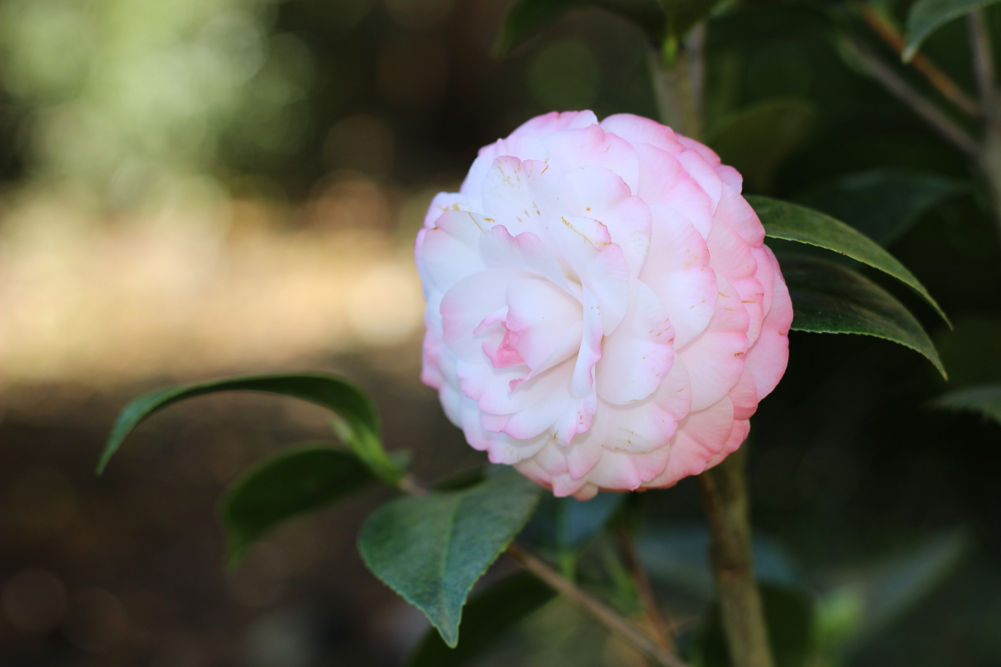 Canon EOS 100D (EOS Rebel SL1 / EOS Kiss X7) sample photo. Miss lillian photography