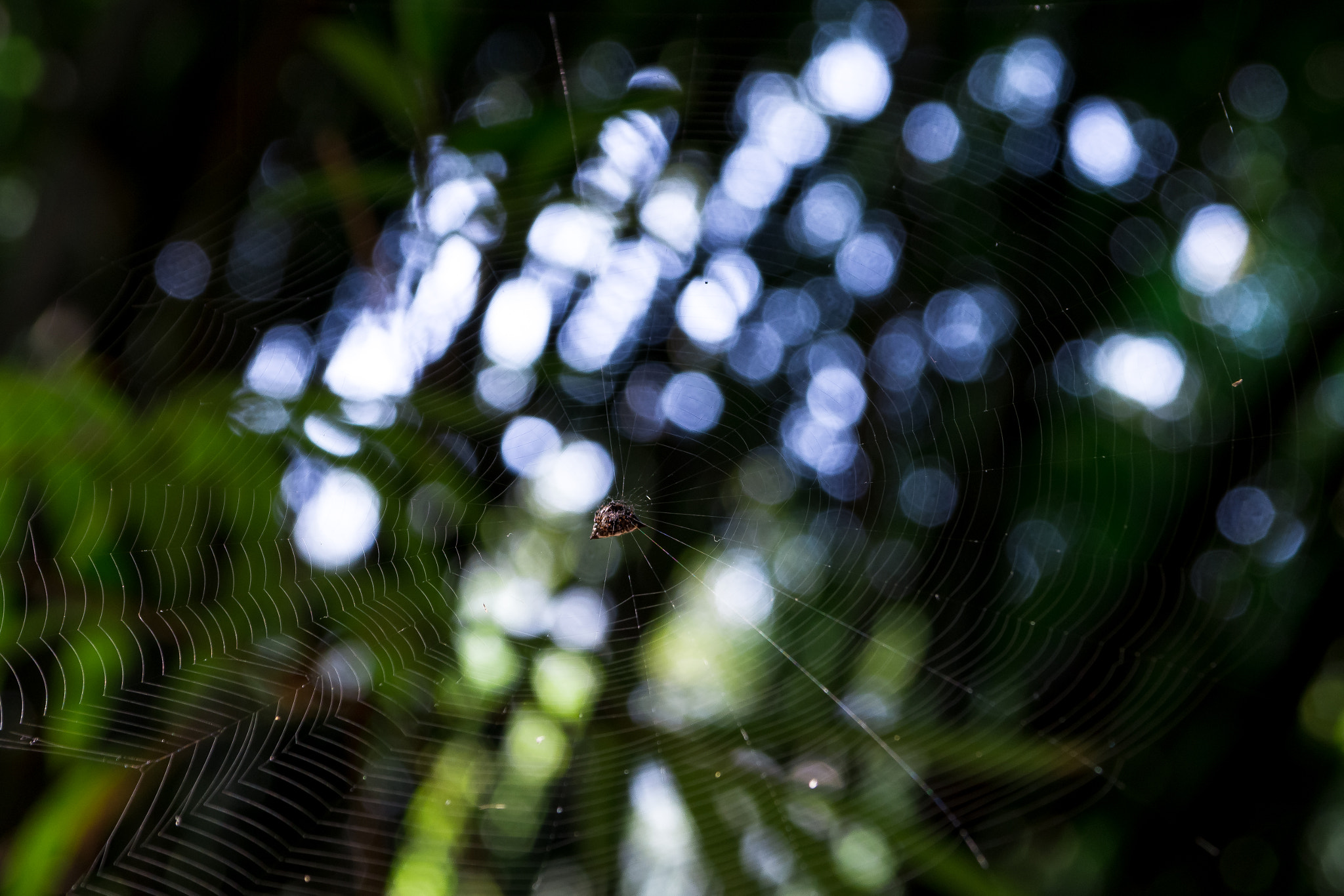 Sigma 17-70mm F2.8-4 DC Macro OS HSM sample photo. Spider photography