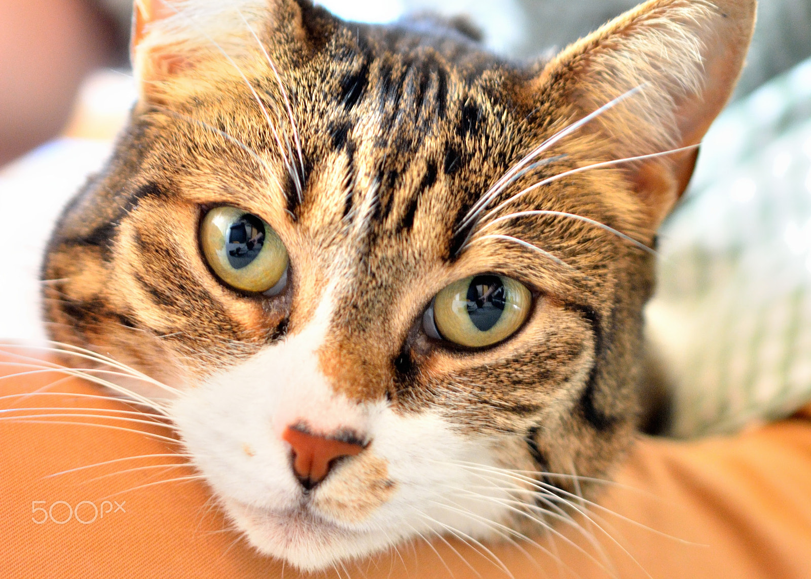 Nikon AF-S DX Micro Nikkor 40mm F2.8 sample photo. Faithful cat photography