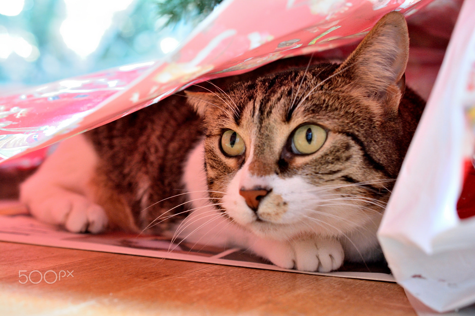 Nikon AF-S DX Micro Nikkor 40mm F2.8 sample photo. Christmas cat - surprise photography