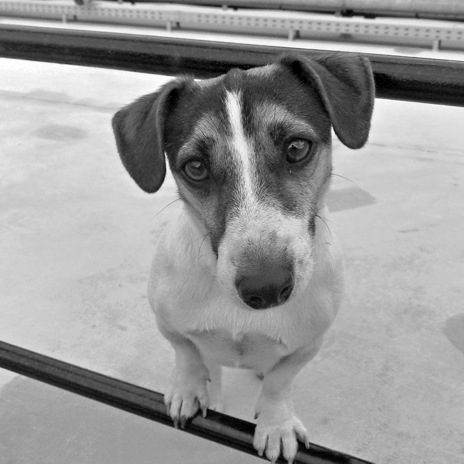Nokia 6220c-1 sample photo. Pet photography