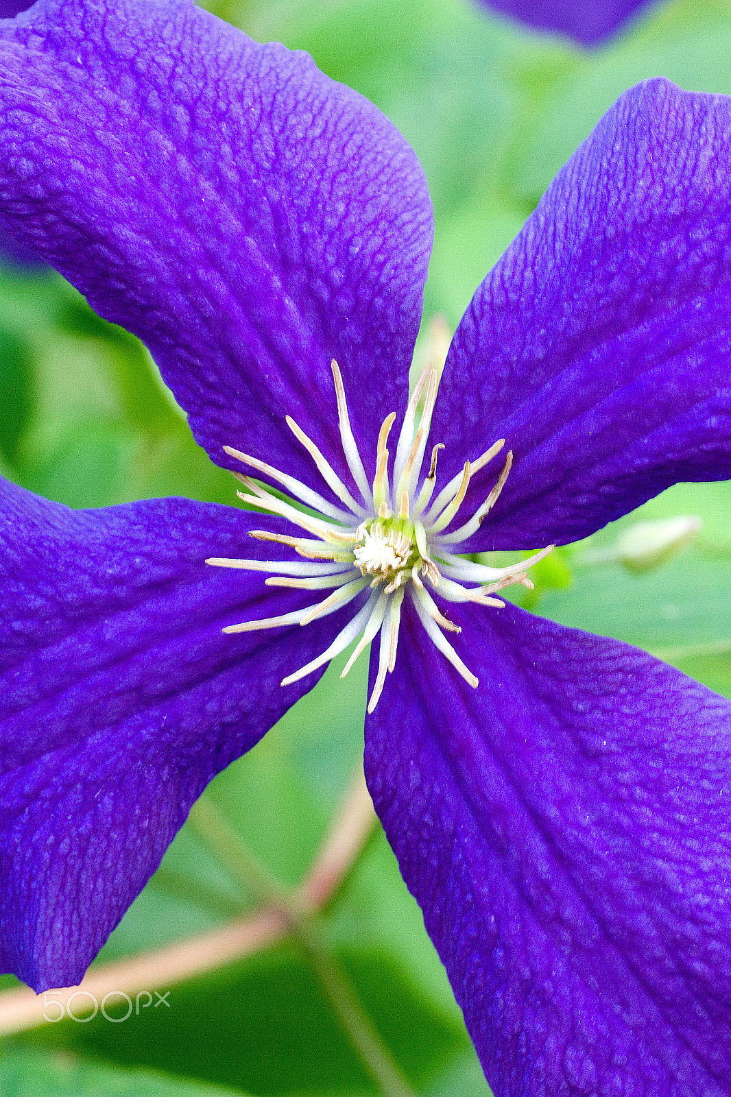 Canon EF 180mm F3.5L Macro USM sample photo. Purple beauty photography