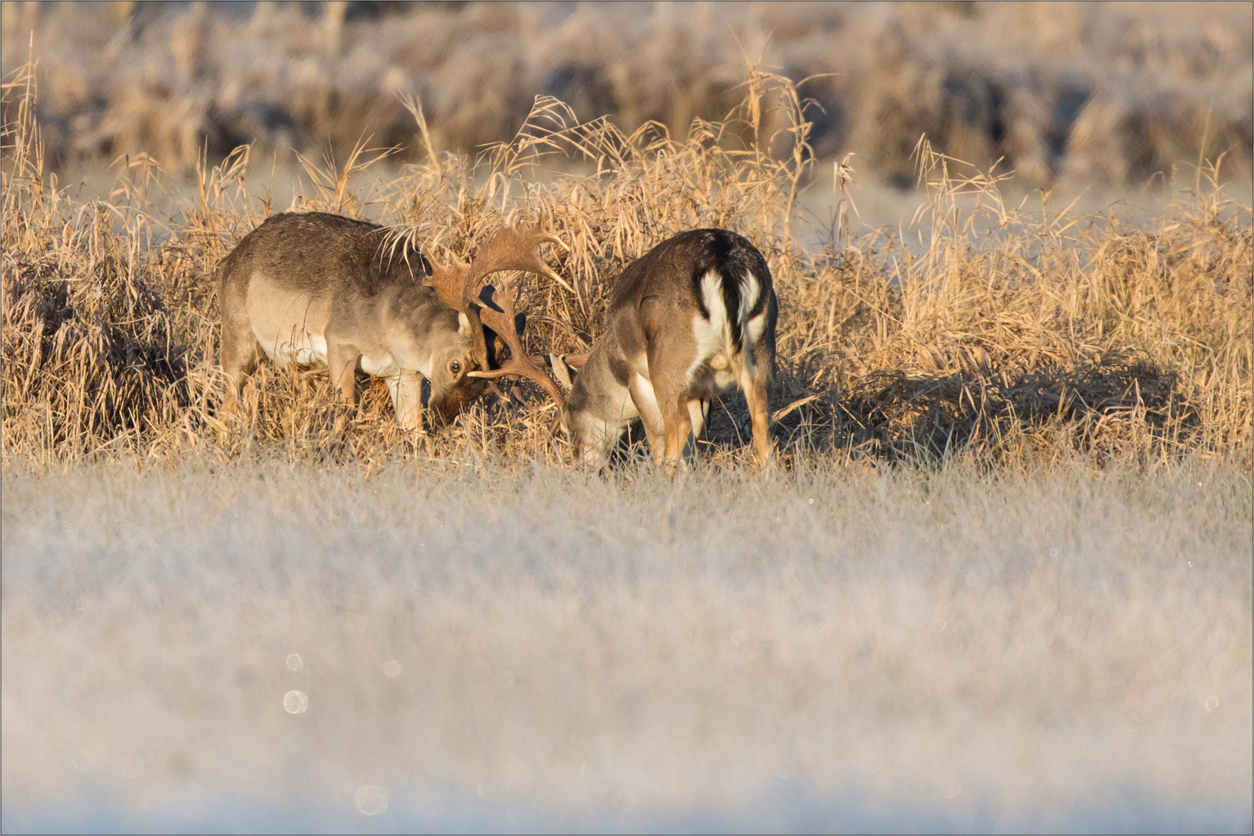Canon EF 500mm F4L IS USM sample photo. Fallow deer photography