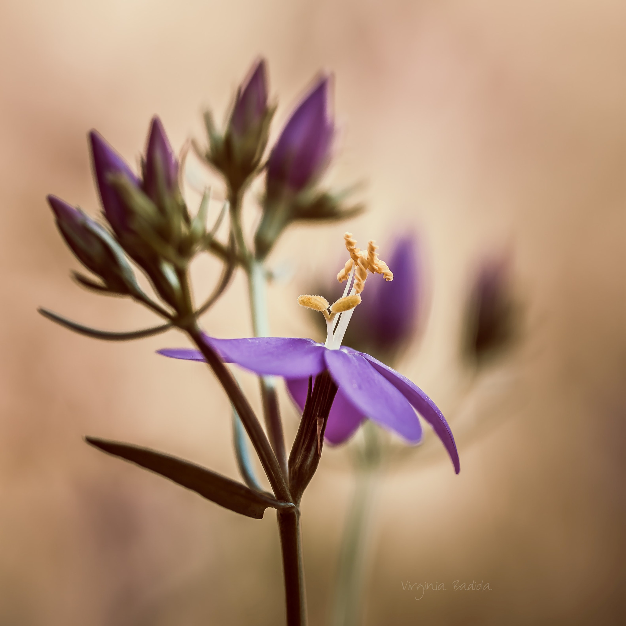 Canon EF-S 60mm F2.8 Macro USM sample photo. *** photography