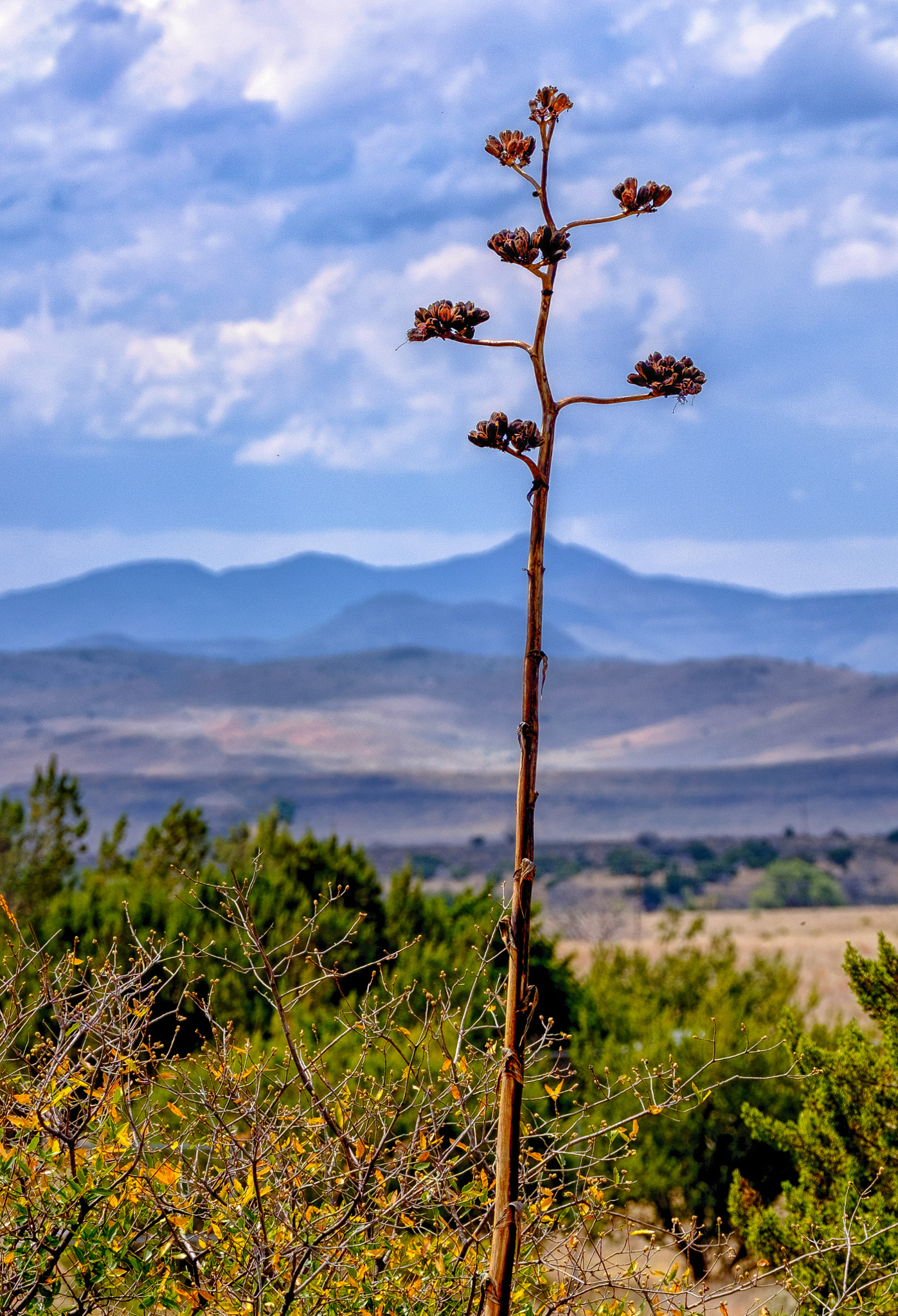 Fujifilm X-T1 sample photo. Century plant photography