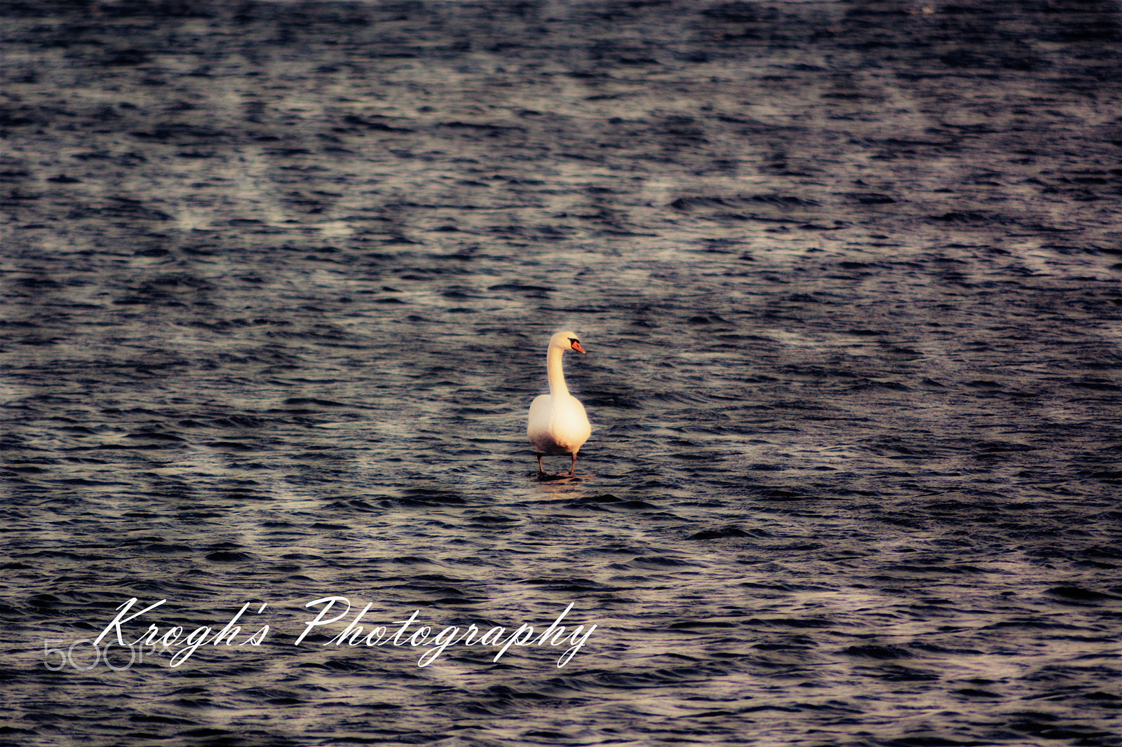 Nikon AF Nikkor 70-300mm F4-5.6G sample photo. The swan photography