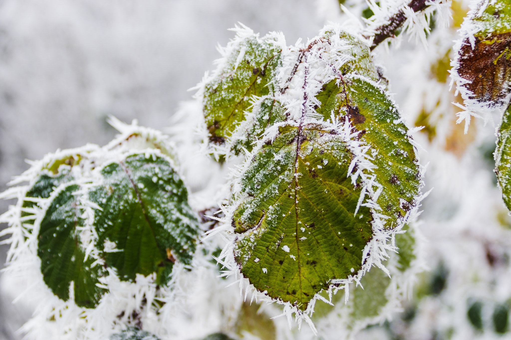 Sigma 18-300mm F3.5-6.3 DC Macro HSM sample photo. Frozen photography