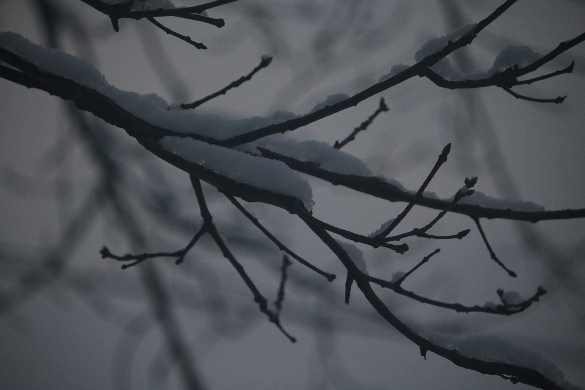 Canon EF-S 55-250mm F4-5.6 IS sample photo. Balancing act photography