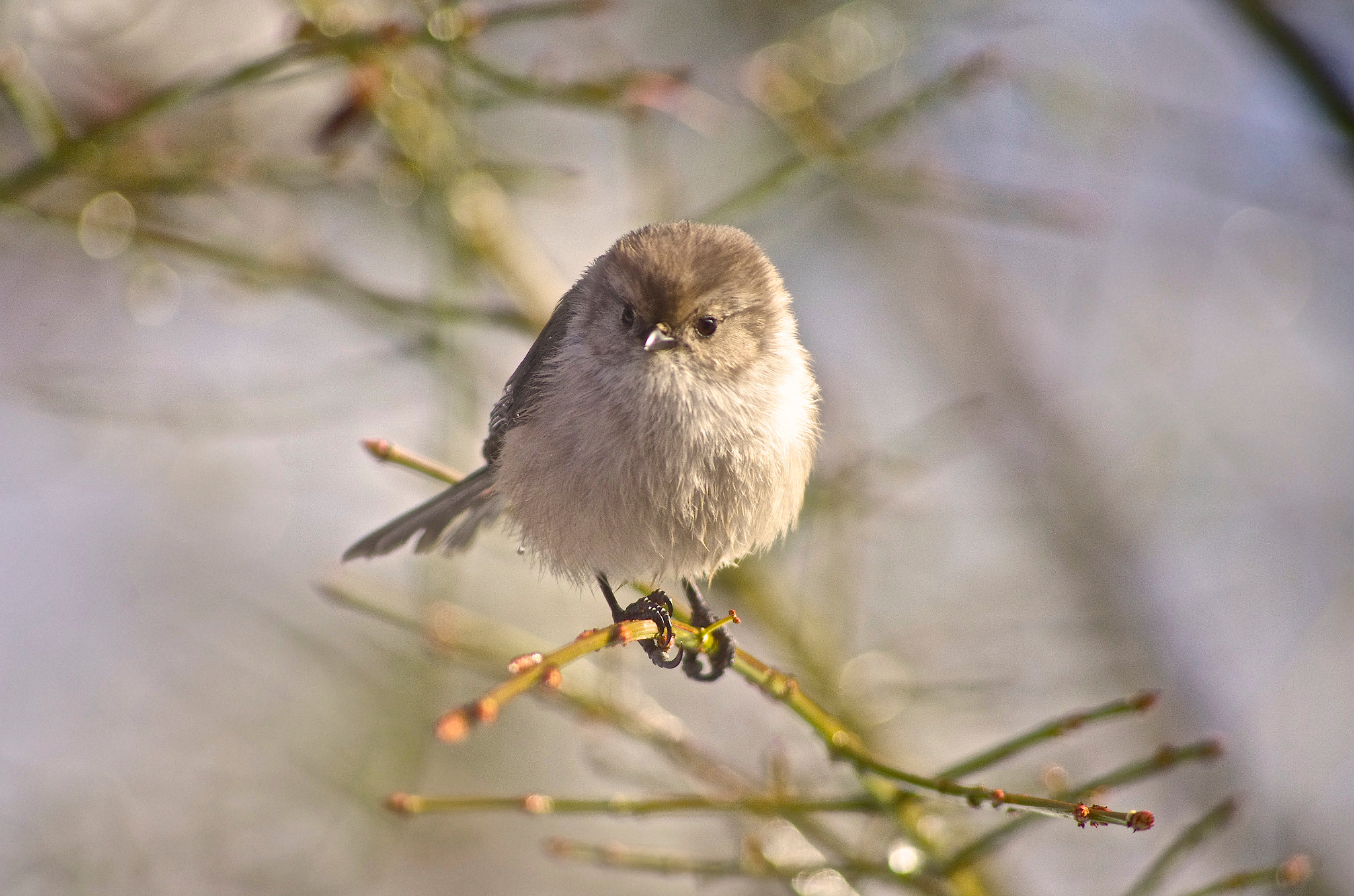 Pentax smc DA 55-300mm F4.0-5.8 ED sample photo. Bushtit photography