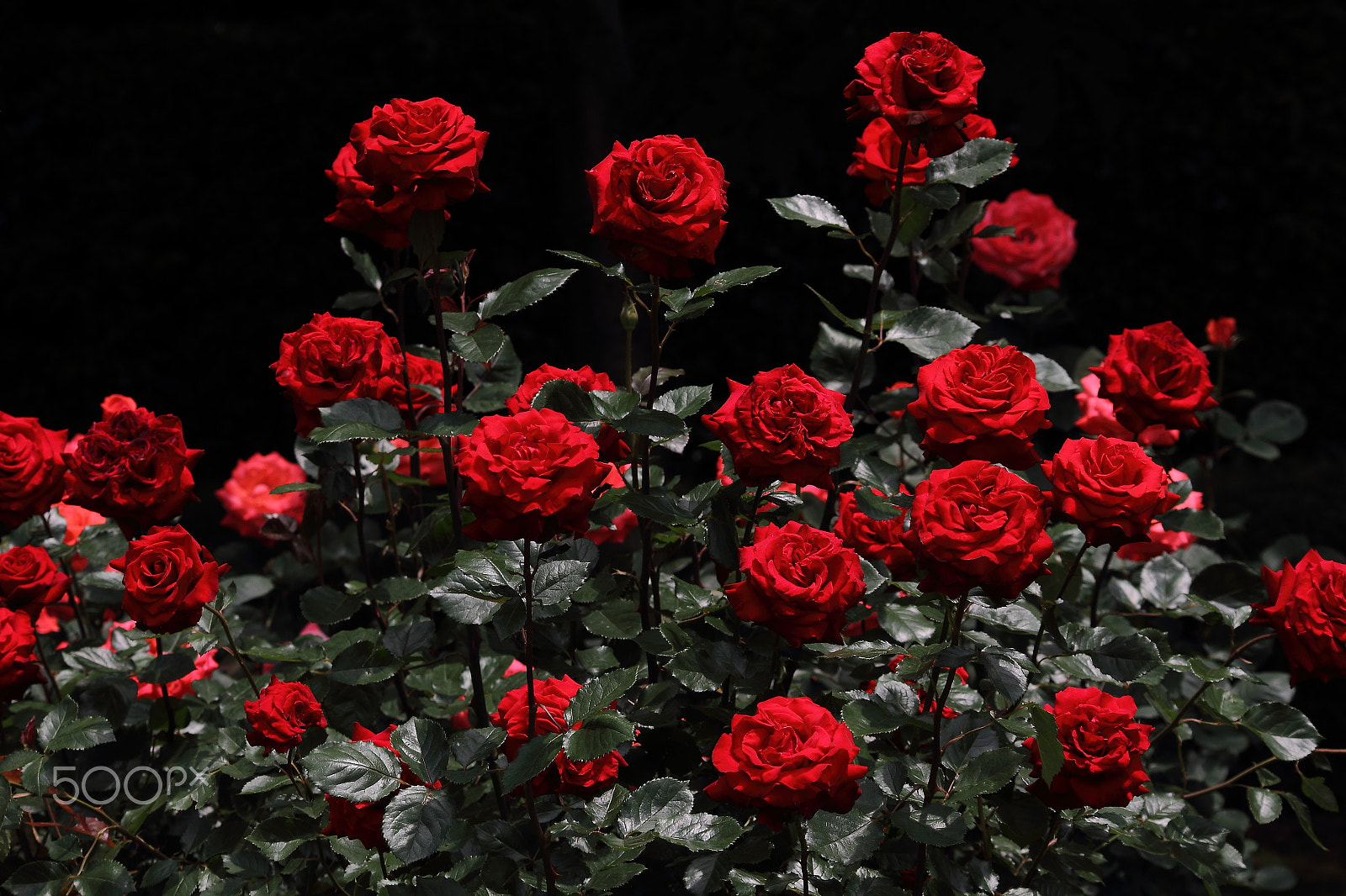 Sigma 70-300mm F4-5.6 APO DG Macro sample photo. Sanctuary of red color photography