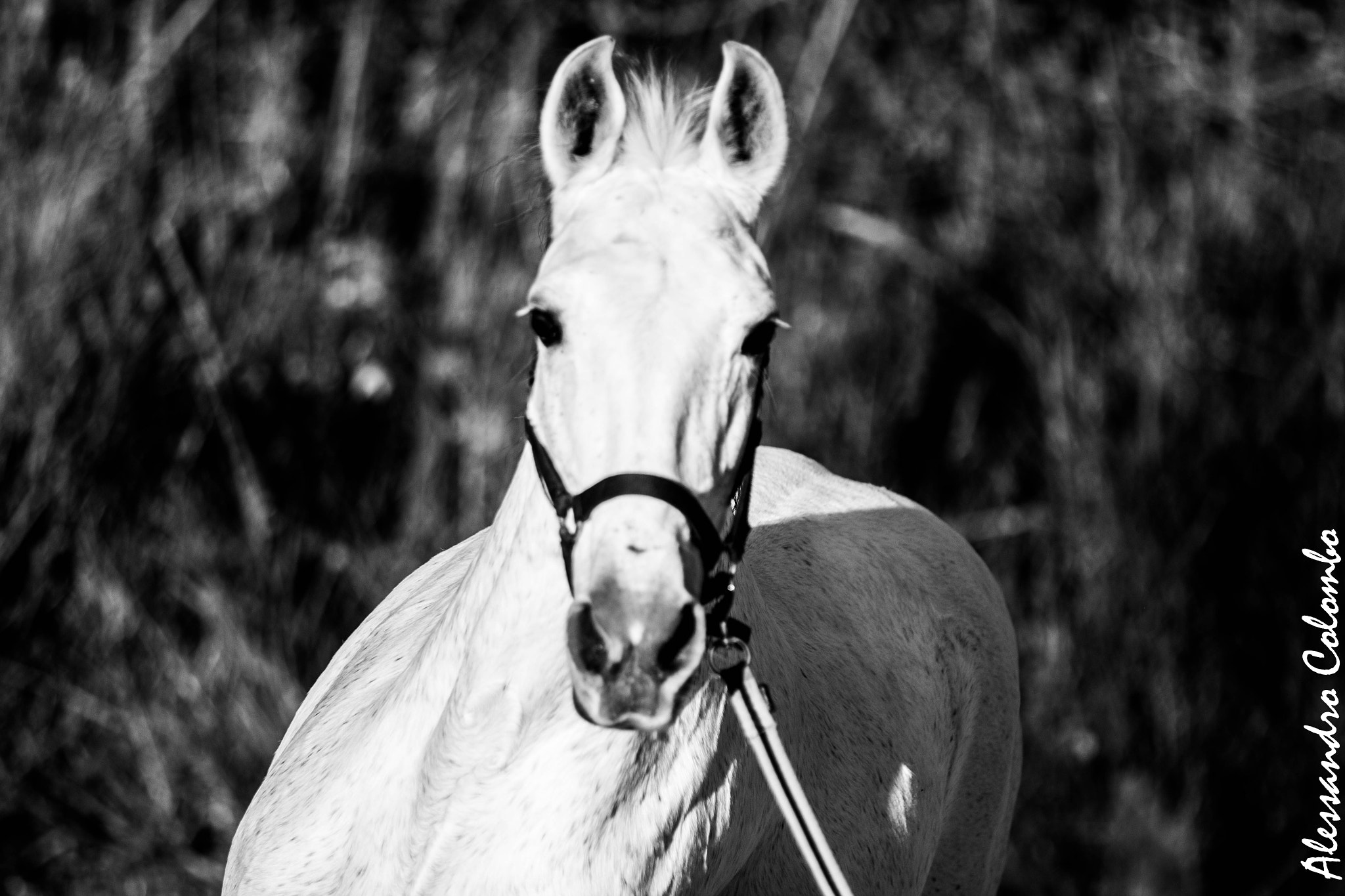 Canon EOS 650D (EOS Rebel T4i / EOS Kiss X6i) sample photo. Horse photography