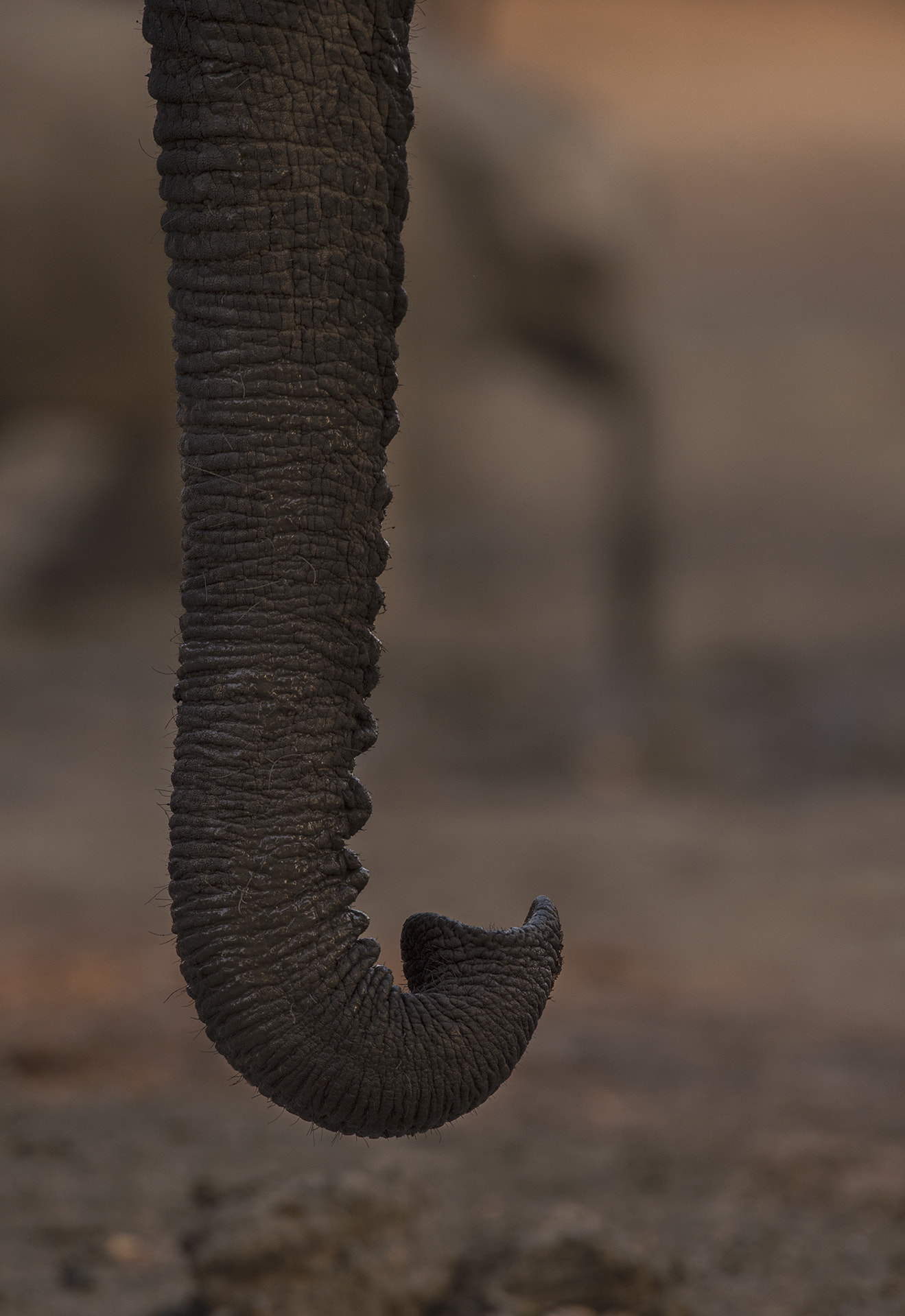 Nikon D4S + Nikon AF-S Nikkor 600mm F4G ED VR sample photo. Trunks photography
