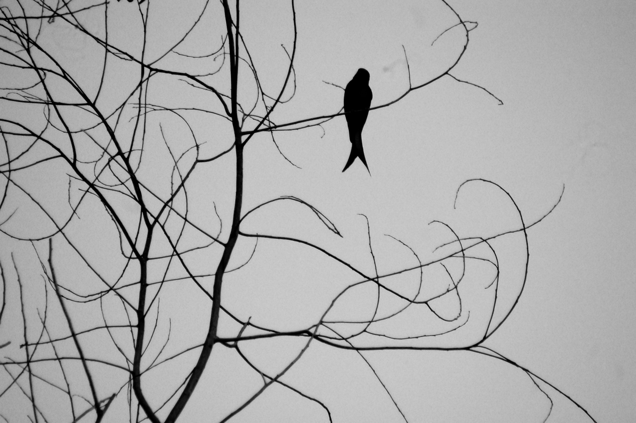 Nikon D40 sample photo. Lonely photography
