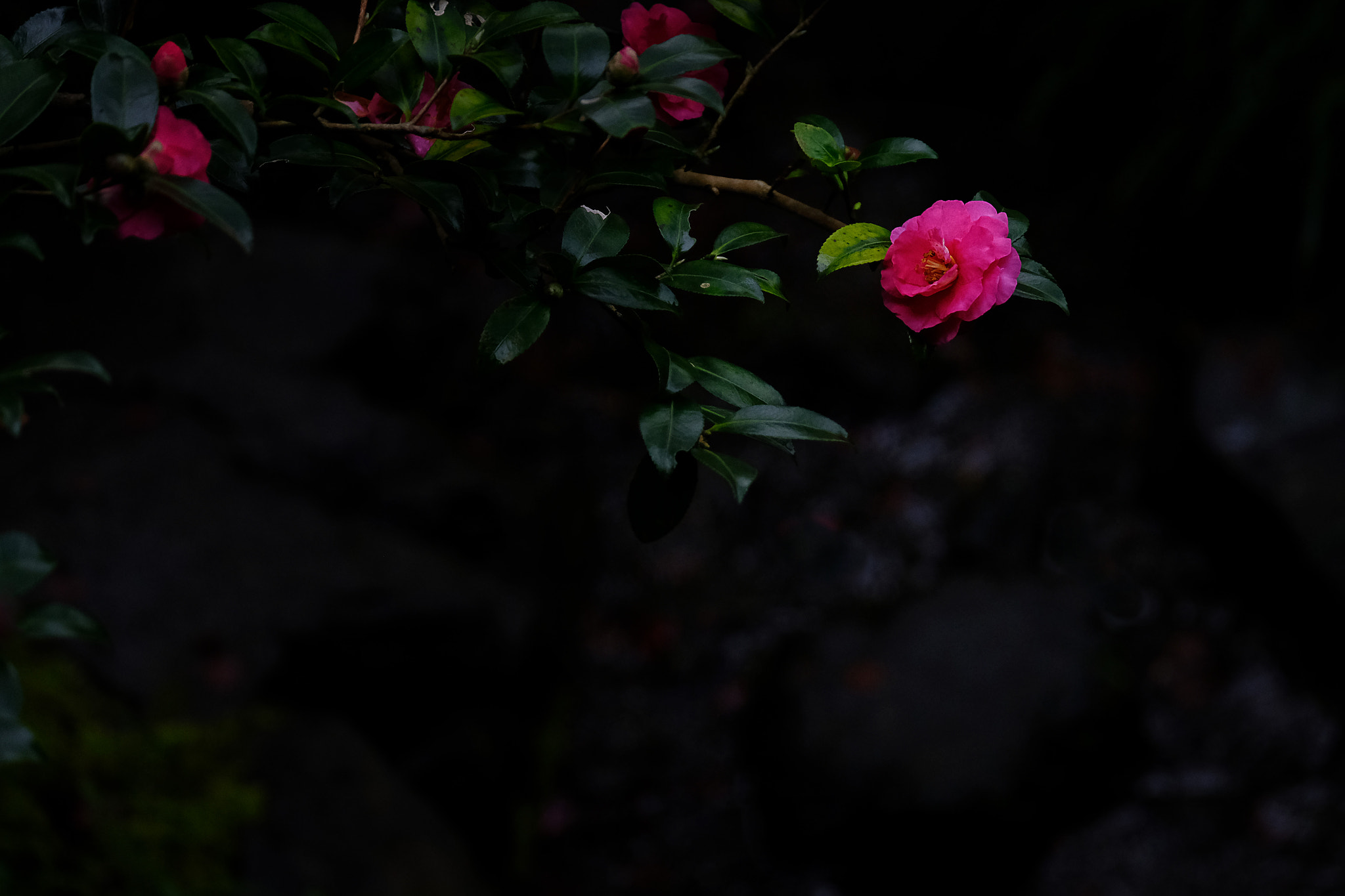 Fujifilm X-Pro2 + Fujifilm XF 55-200mm F3.5-4.8 R LM OIS sample photo. Camellia with dark photography