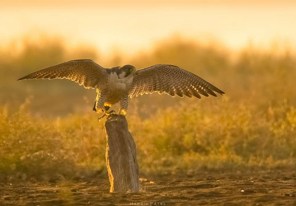 Nikon D5 sample photo. Peregrine falcon photography