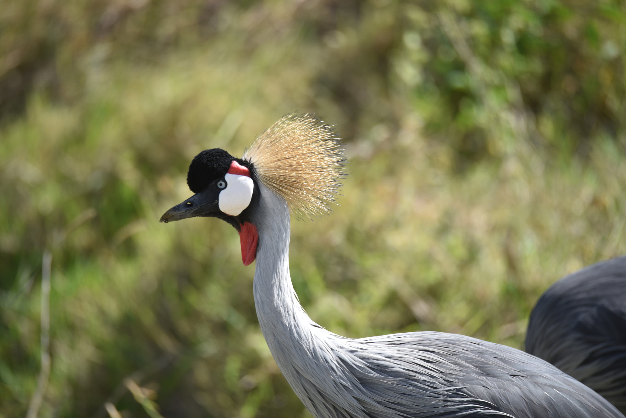 Sigma 150-600mm F5-6.3 DG OS HSM | S sample photo
