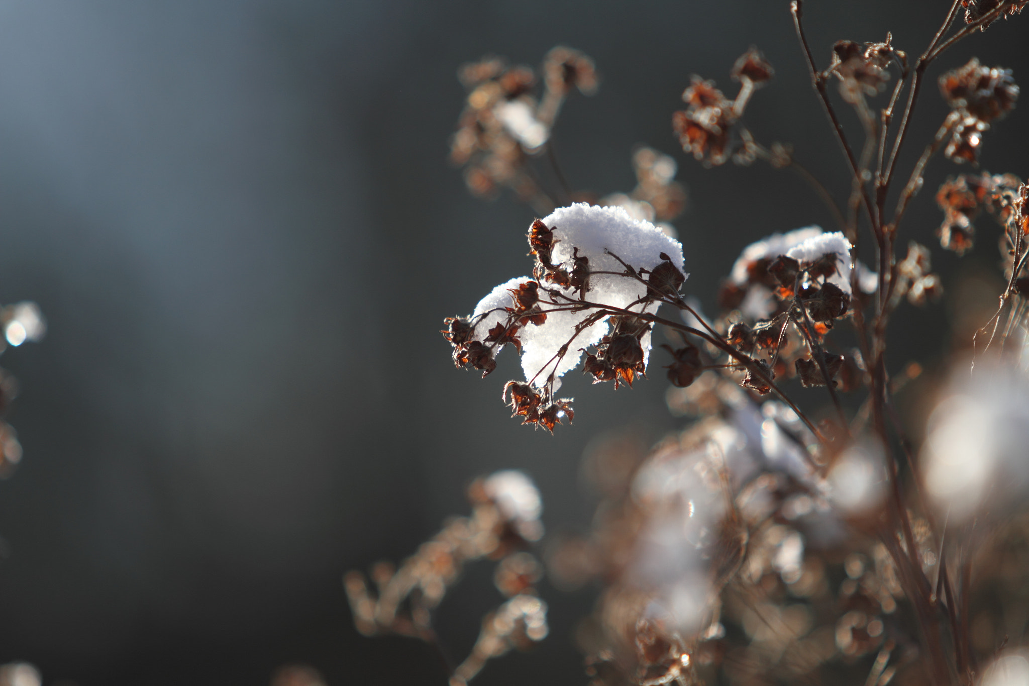 Canon EF 70-200mm F2.8L USM sample photo. Exploring the beauty of the winter photography