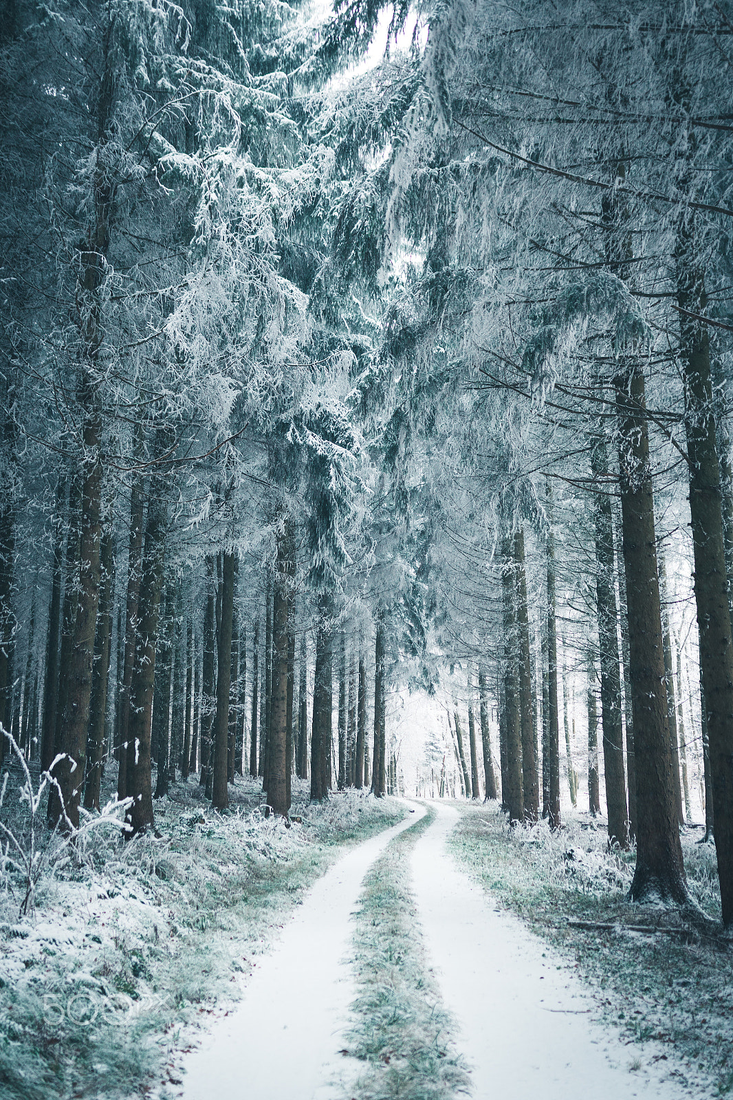 Sigma 18-35mm f/1.8 DC HSM sample photo. Winter wonderland photography