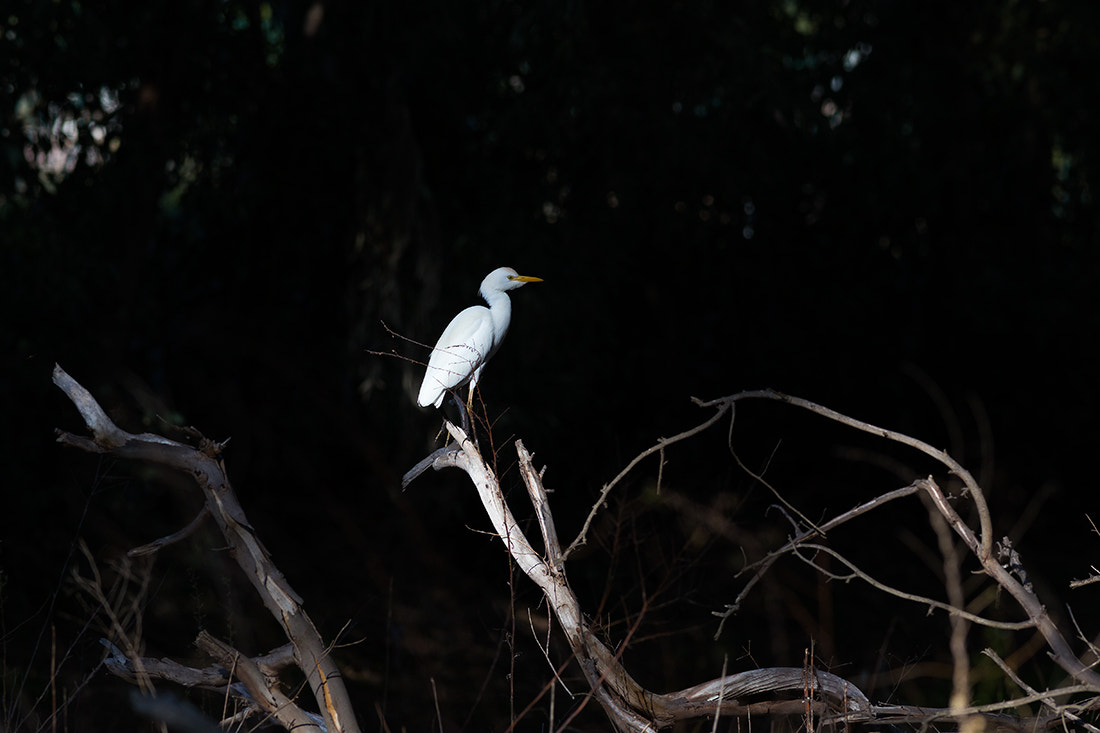 Canon EOS 6D + Canon EF 400mm F5.6L USM sample photo. Fairy tails 1 photography