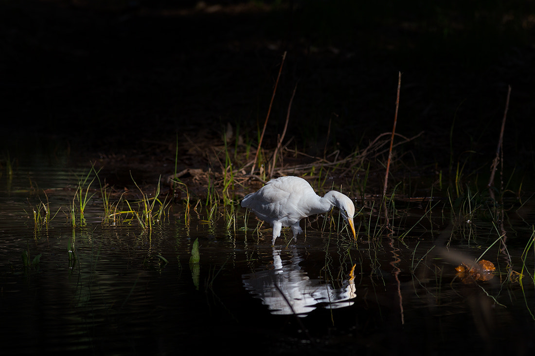 Canon EOS 6D + Canon EF 400mm F5.6L USM sample photo. Fairy tails 2 photography