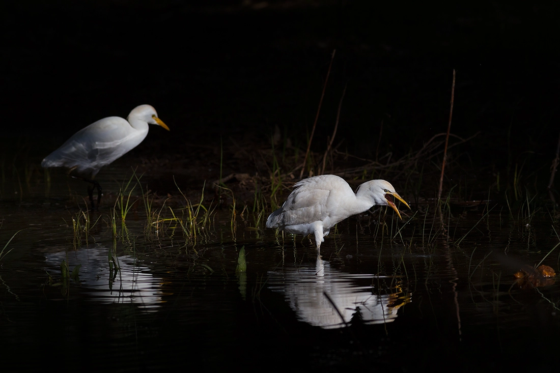 Canon EOS 6D + Canon EF 400mm F5.6L USM sample photo. Fairy tails 3 photography