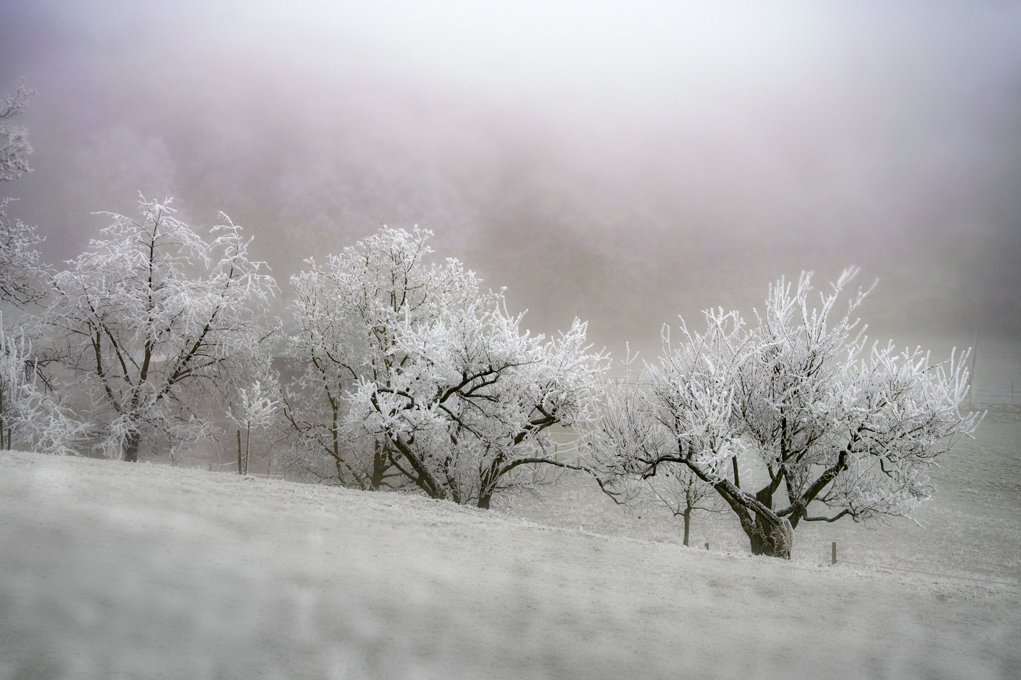 Nikon D500 sample photo. Frozen trees photography