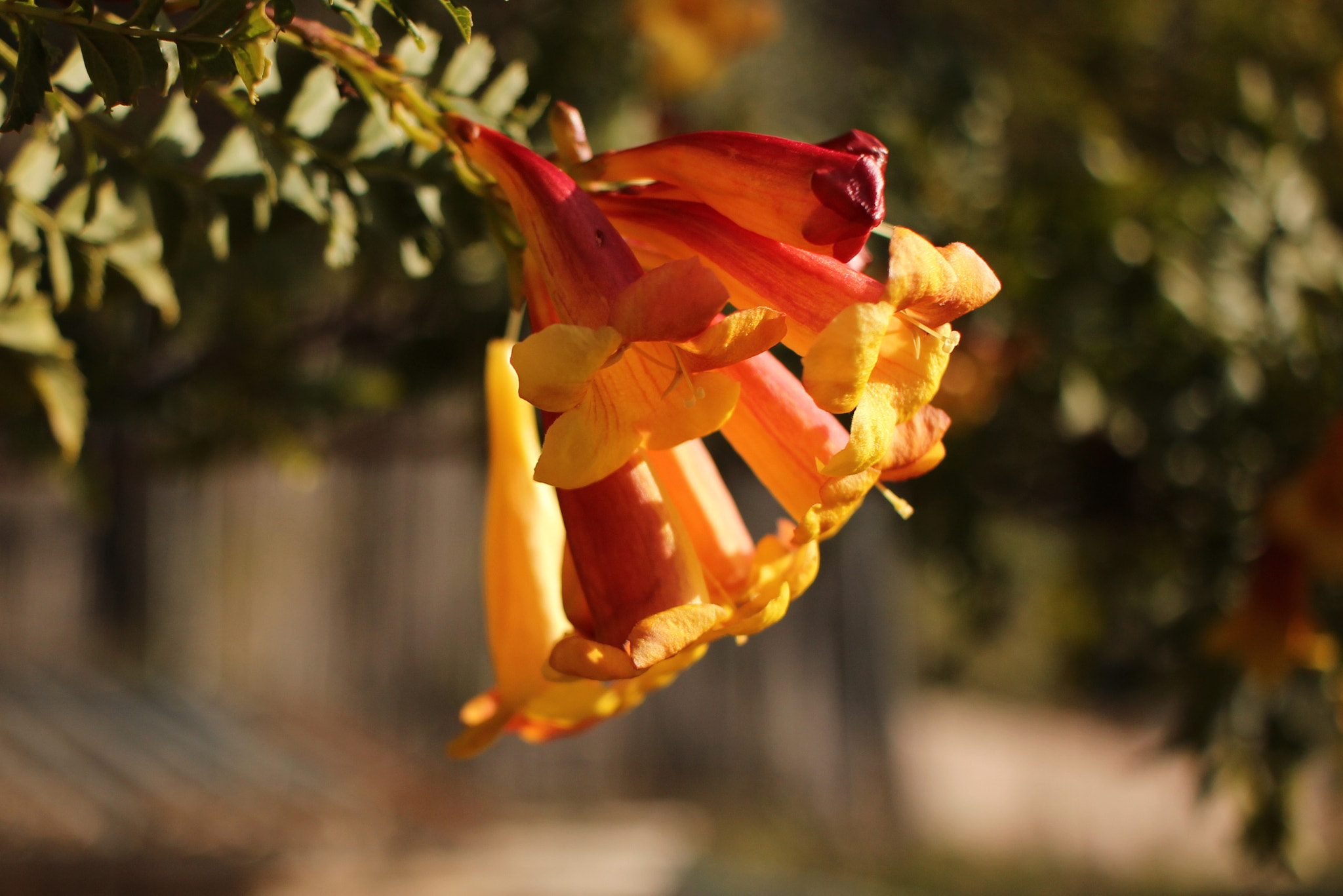 Canon EF-S 24mm F2.8 STM sample photo. Tube opening photography