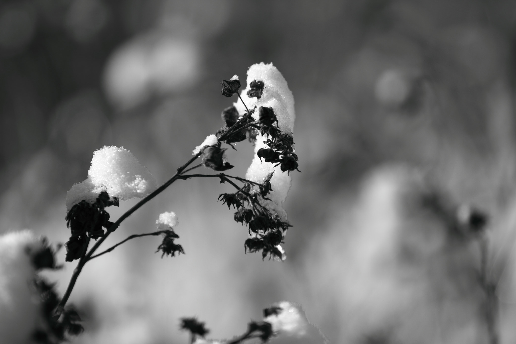 Canon EF 70-200mm F2.8L USM sample photo. Winter ⛄️ photography