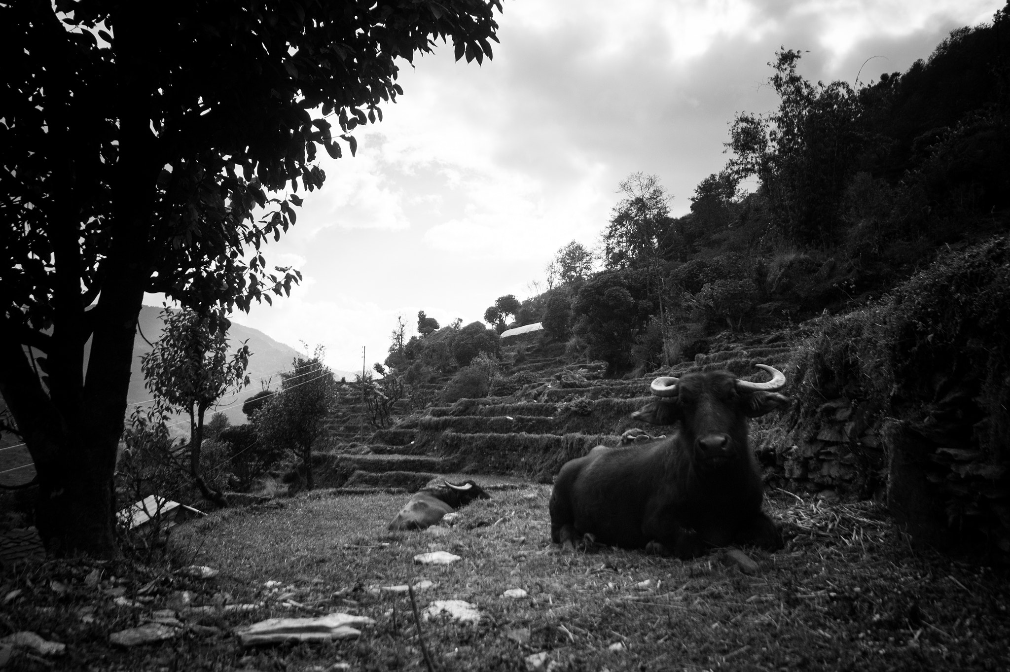 Sony Alpha DSLR-A450 sample photo. Himalayan village photography
