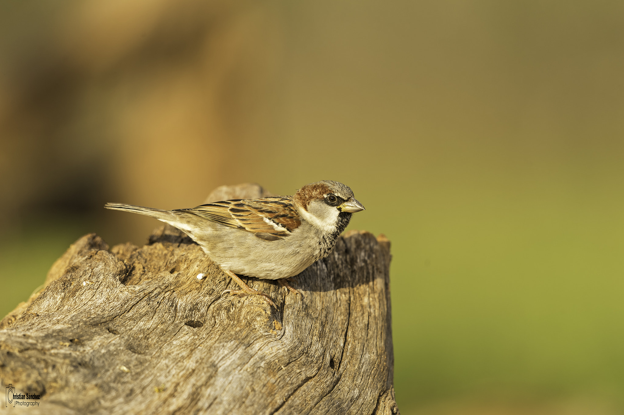 Nikon D4 + Nikon AF-S Nikkor 600mm F4G ED VR sample photo. House sparrow photography