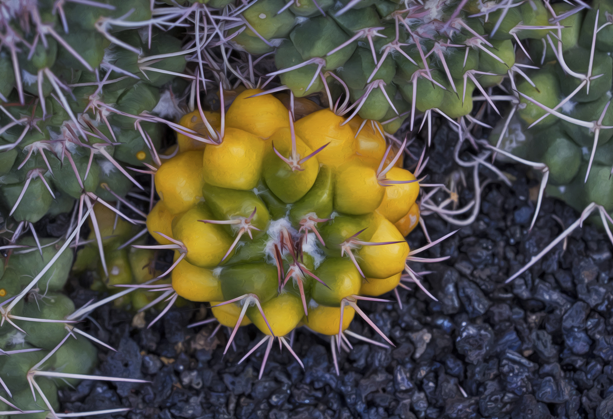 Canon EOS 7D sample photo. Cactus and lava photography