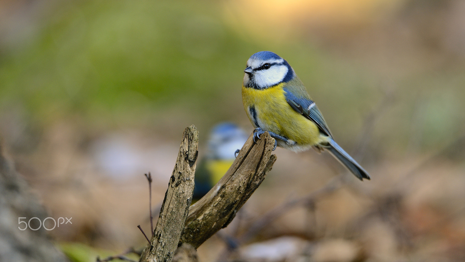 Nikon D800E + Sigma 50mm F2.8 EX DG Macro sample photo. Bluetit on a stick... photography