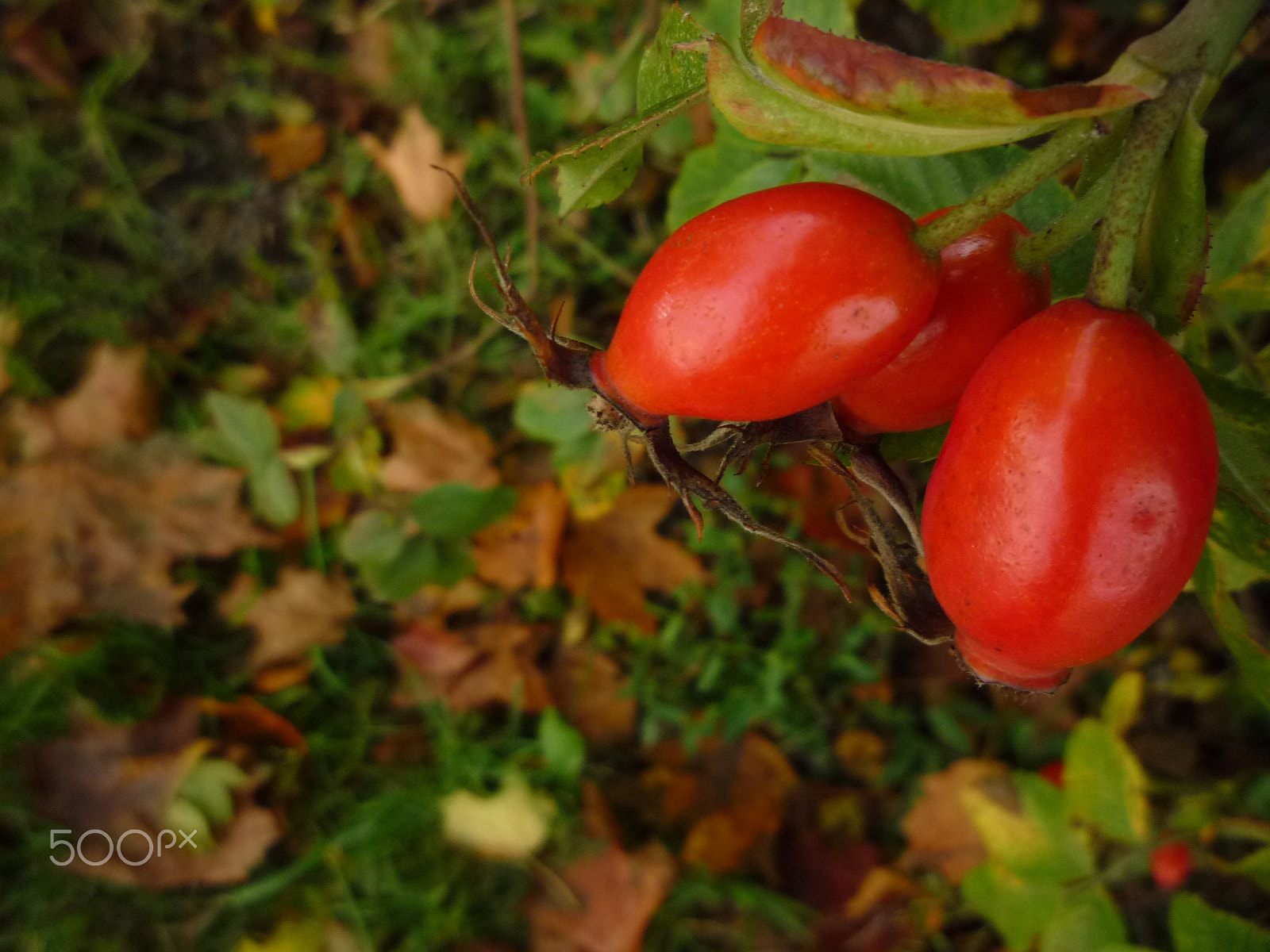 Panasonic DMC-LZ10 sample photo. The colours of fall. sollentuna, sweden, 2010. photography