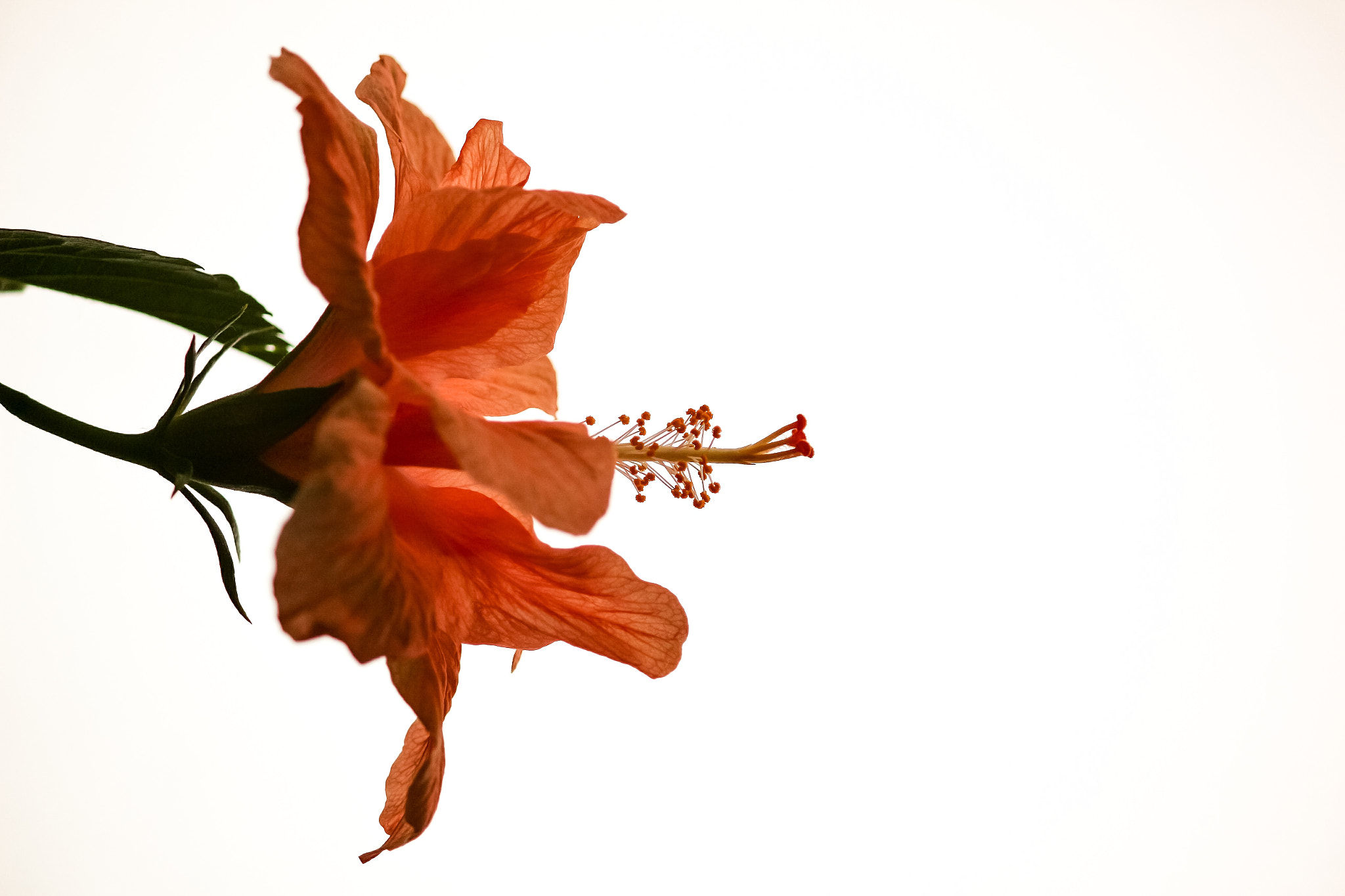 Canon EF-S 55-250mm F4-5.6 IS II sample photo. Hibiscus photography