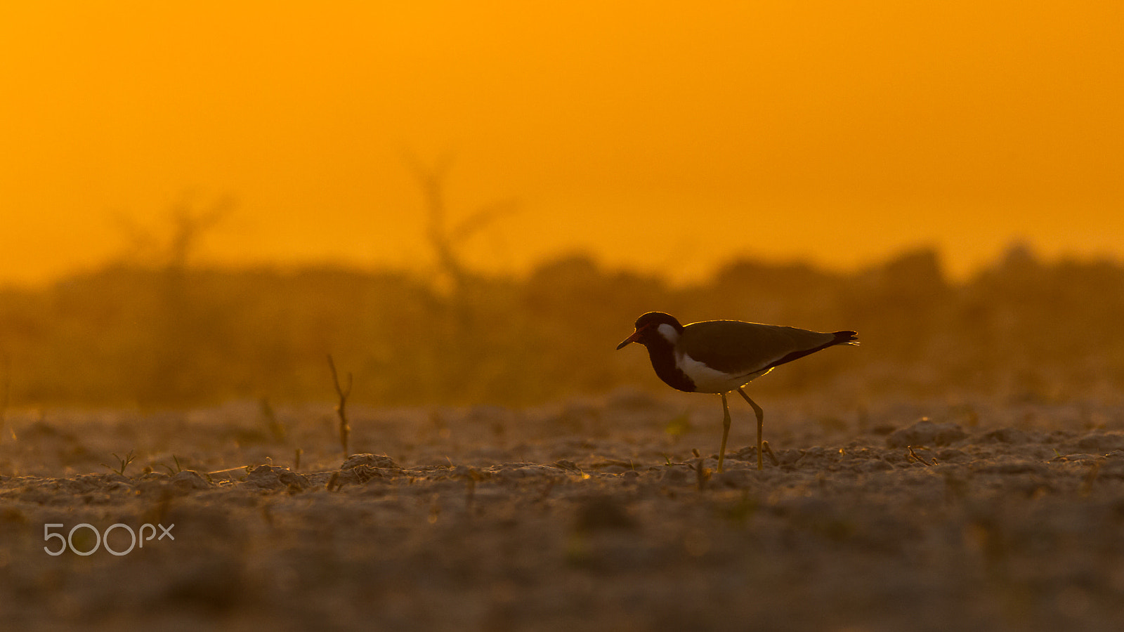 Canon EOS-1D Mark IV sample photo. Red wattled lapwing photography
