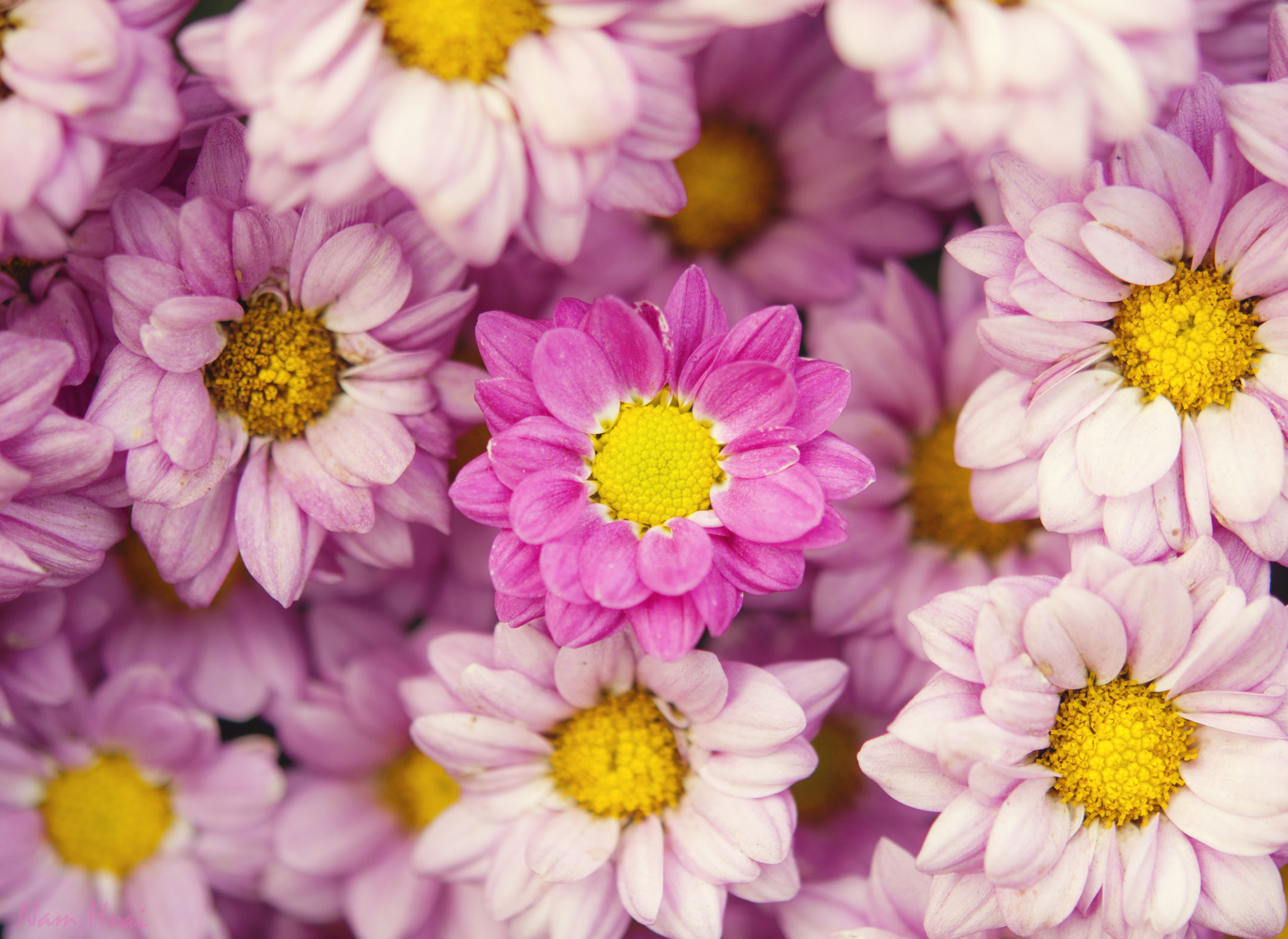 Nikon AF-S Micro-Nikkor 60mm F2.8G ED sample photo. The difference photography