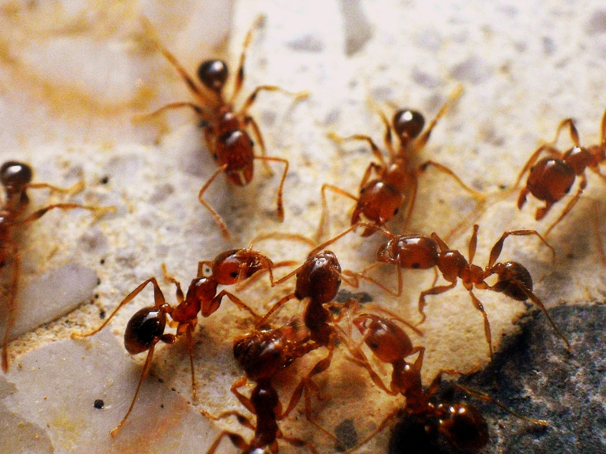 Samsung PL90/VLUU PL90 sample photo. Ants photography