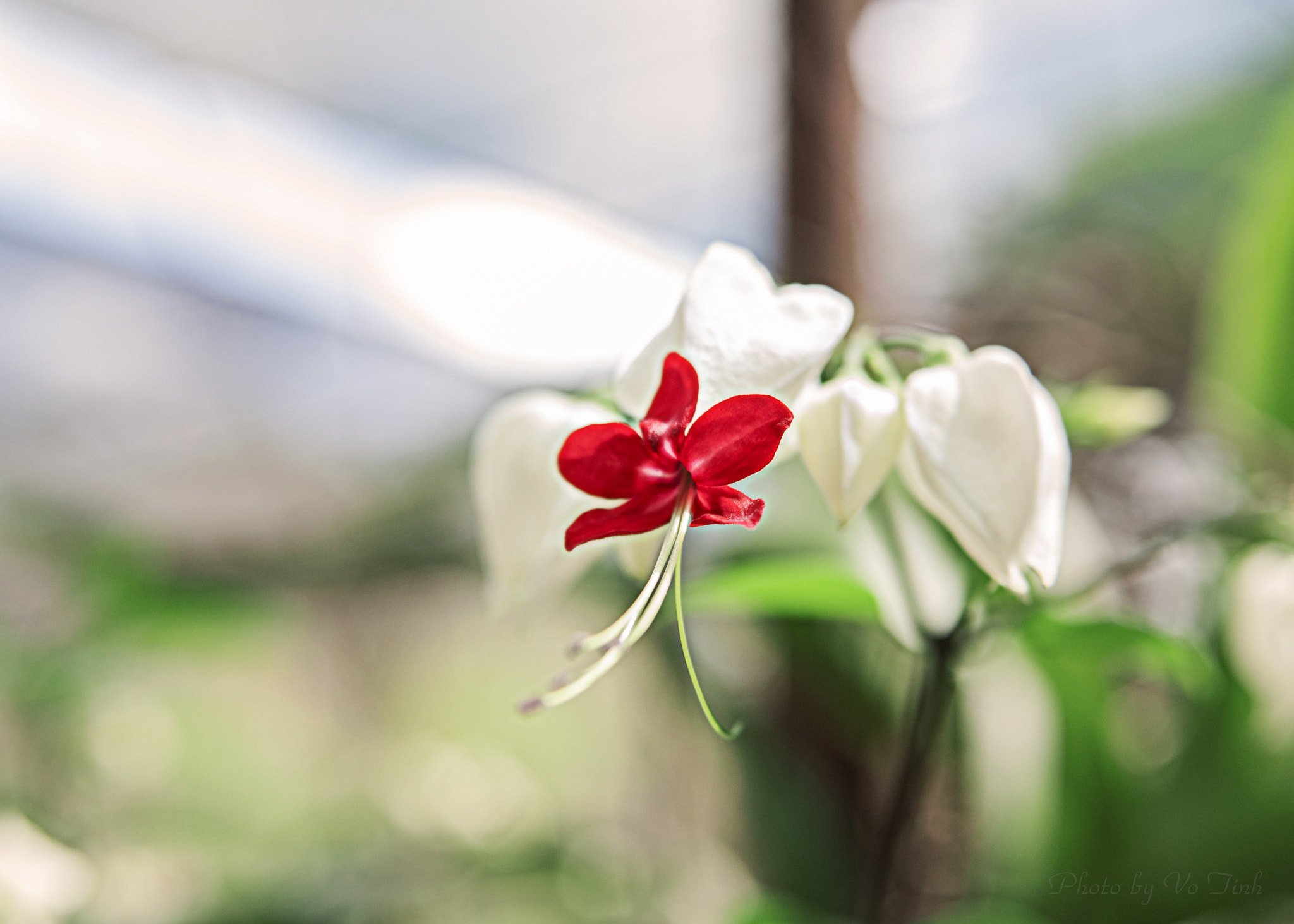 Nikon AF Nikkor 24-85mm F2.8-4D IF sample photo. Flower photography