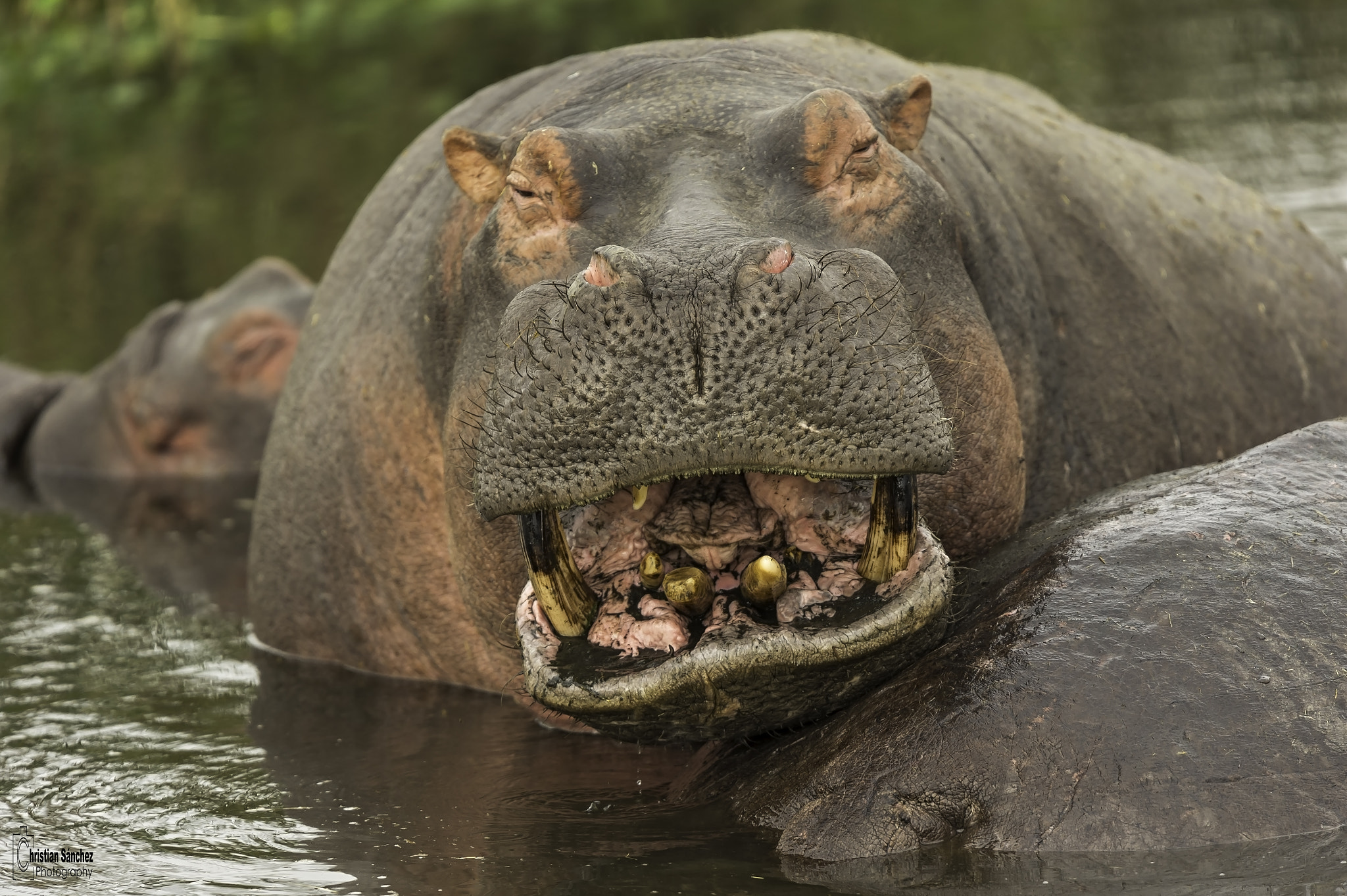 Nikon AF-S Nikkor 400mm F2.8G ED VR II sample photo. Hippopotamus or hippo photography